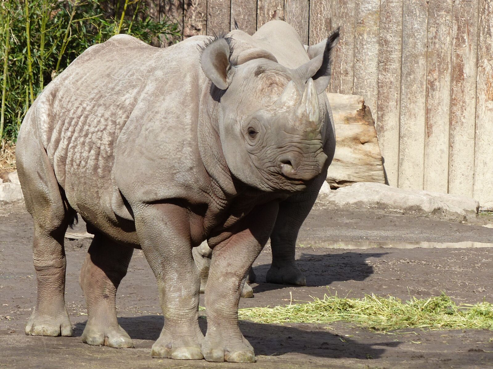 Panasonic Lumix DMC-FZ200 sample photo. Rhino, magdeburg, zoo photography