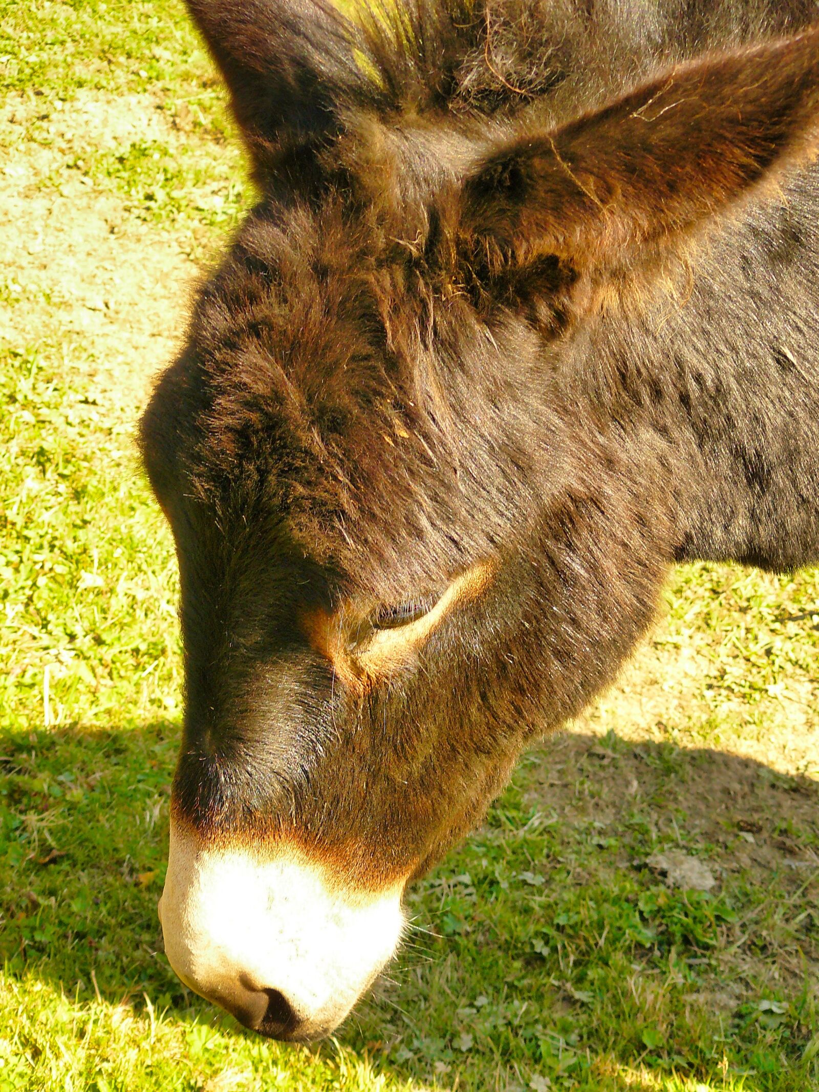 Panasonic DMC-FZ8 sample photo. Donkey, mule, animal photography
