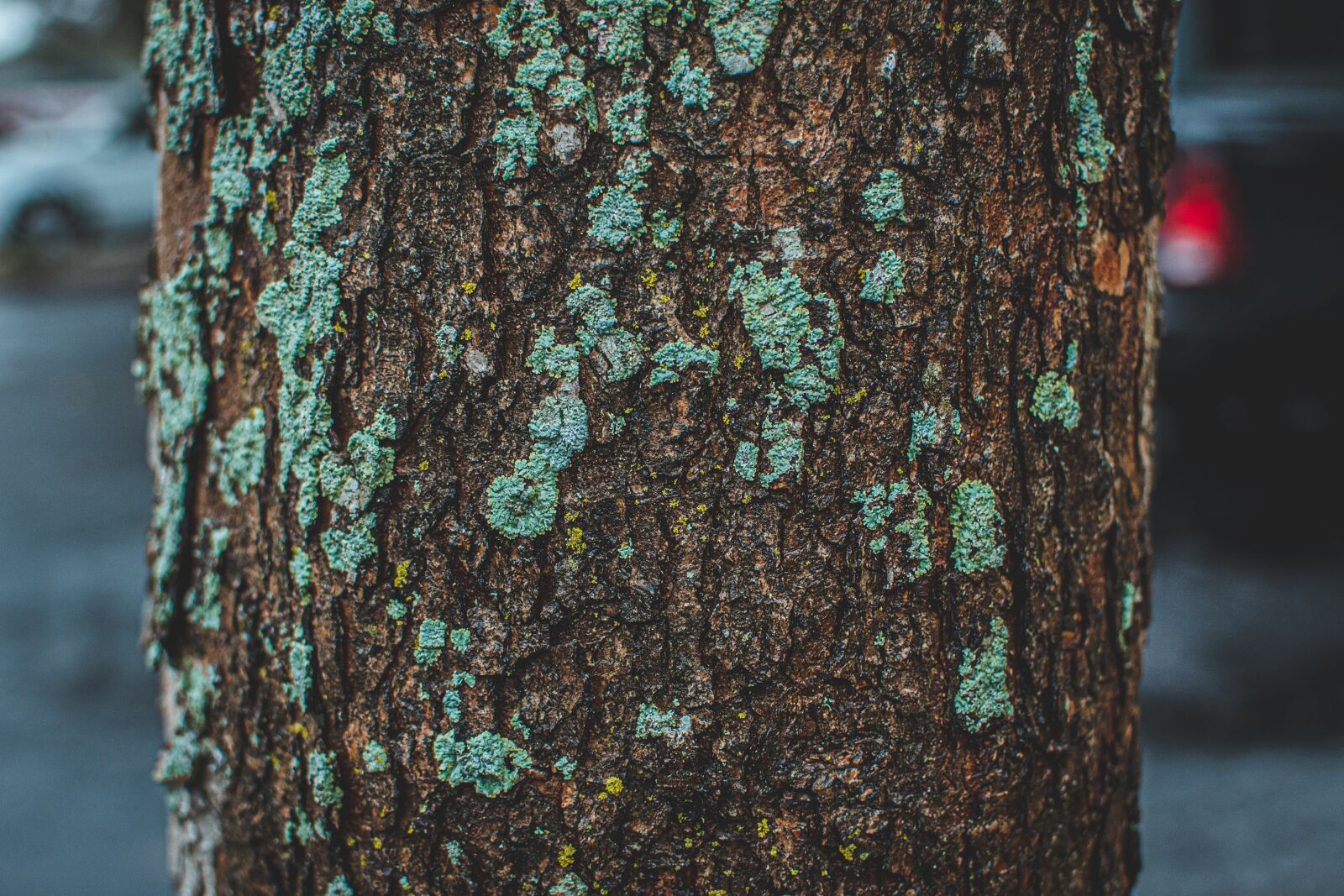 Nikon D750 sample photo. Moss, tree, nature photography