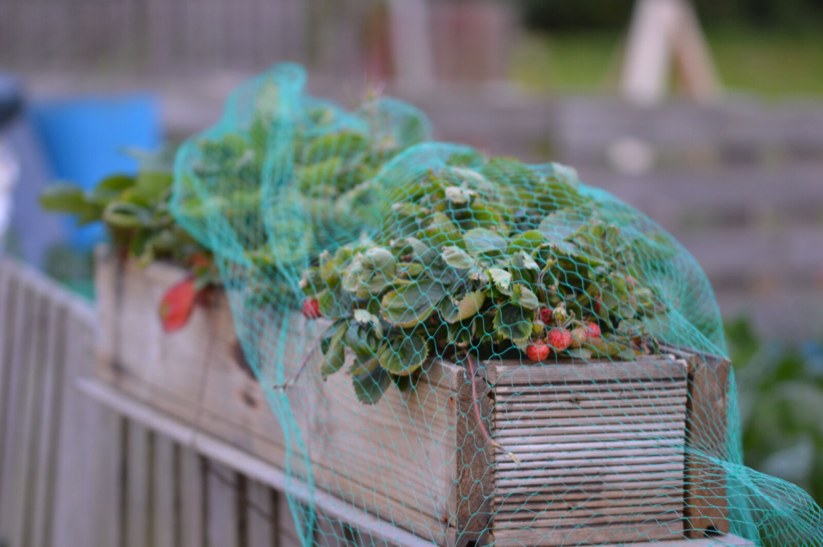 Sigma 105mm F2.8 EX DG OS HSM sample photo. Allotment, giy, strawberries photography