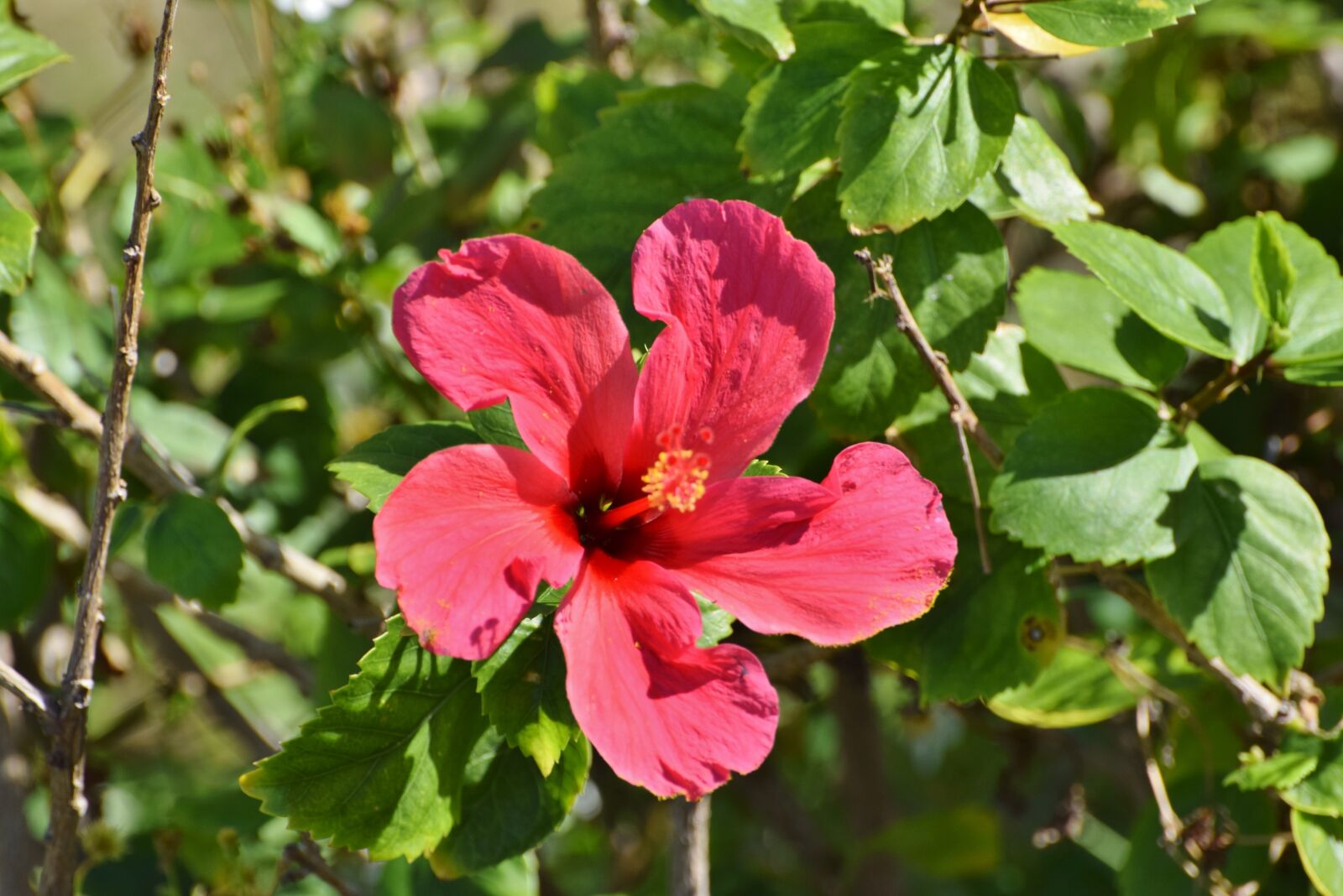 Nikon D3300 sample photo. Flower, hawaii, hibiscus photography
