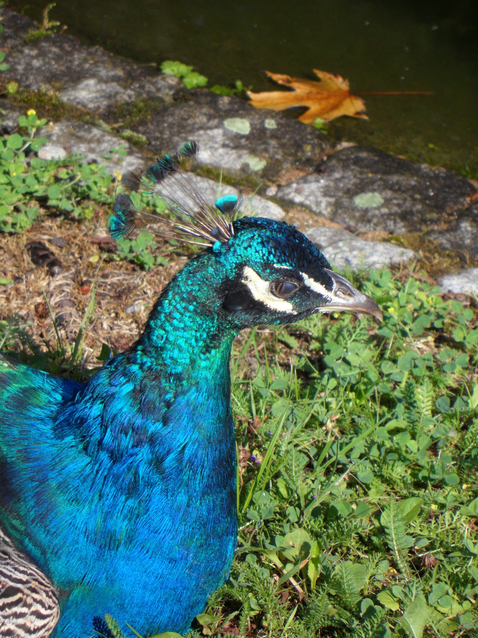 Samsung VLUU WB210, SAMSUNG WB210 sample photo. Peacock, bird, plumage photography