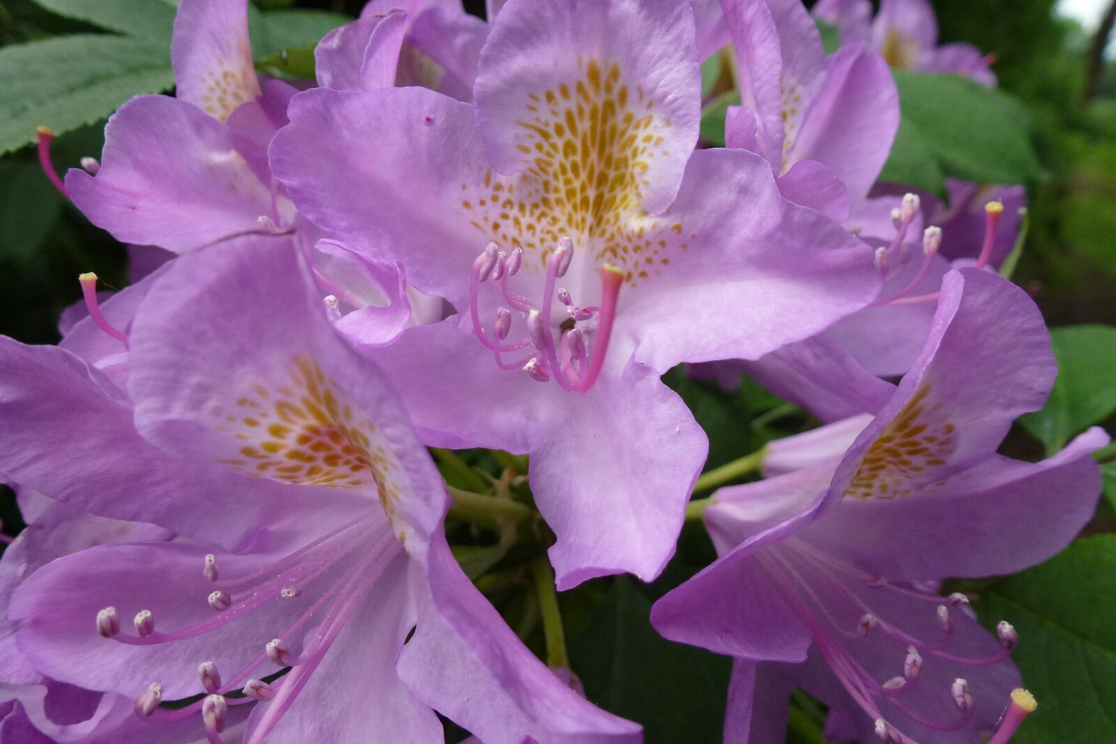 Panasonic Lumix DMC-ZS10 (Lumix DMC-TZ20 / Lumix DMC-TZ22) sample photo. Countryside, bloom, purple photography