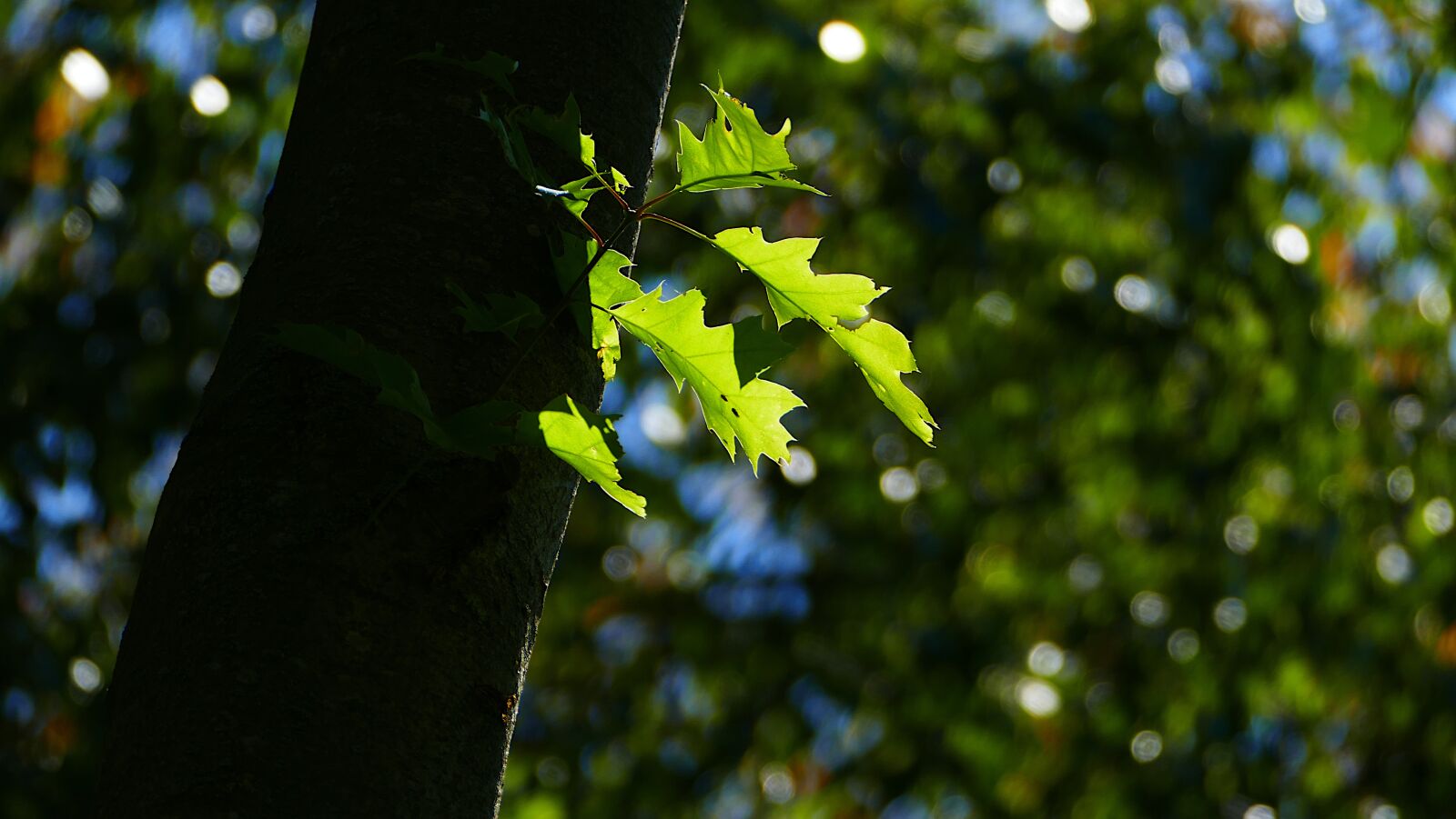 Panasonic Lumix DMC-FZ1000 sample photo. Sheet, tree, tribe photography