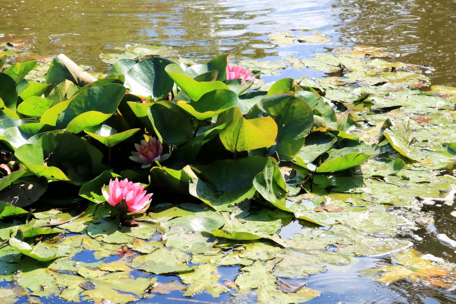 Canon EOS 750D (EOS Rebel T6i / EOS Kiss X8i) + Canon EF-S 55-250mm F4-5.6 IS STM sample photo. Water, lily, pink photography