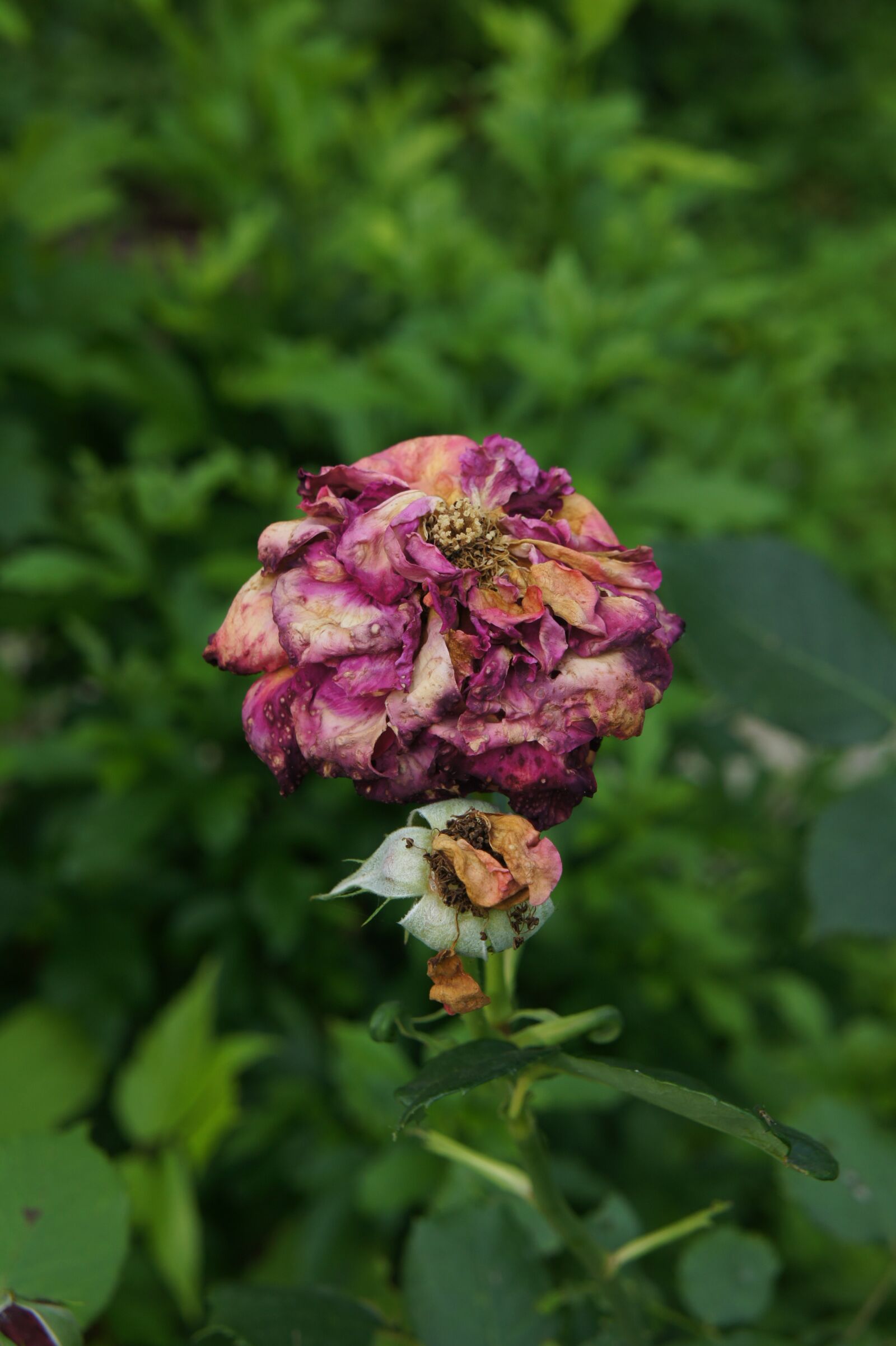 Sony Alpha NEX-3 + Sony E 18-55mm F3.5-5.6 OSS sample photo. Flower, faded, nature photography