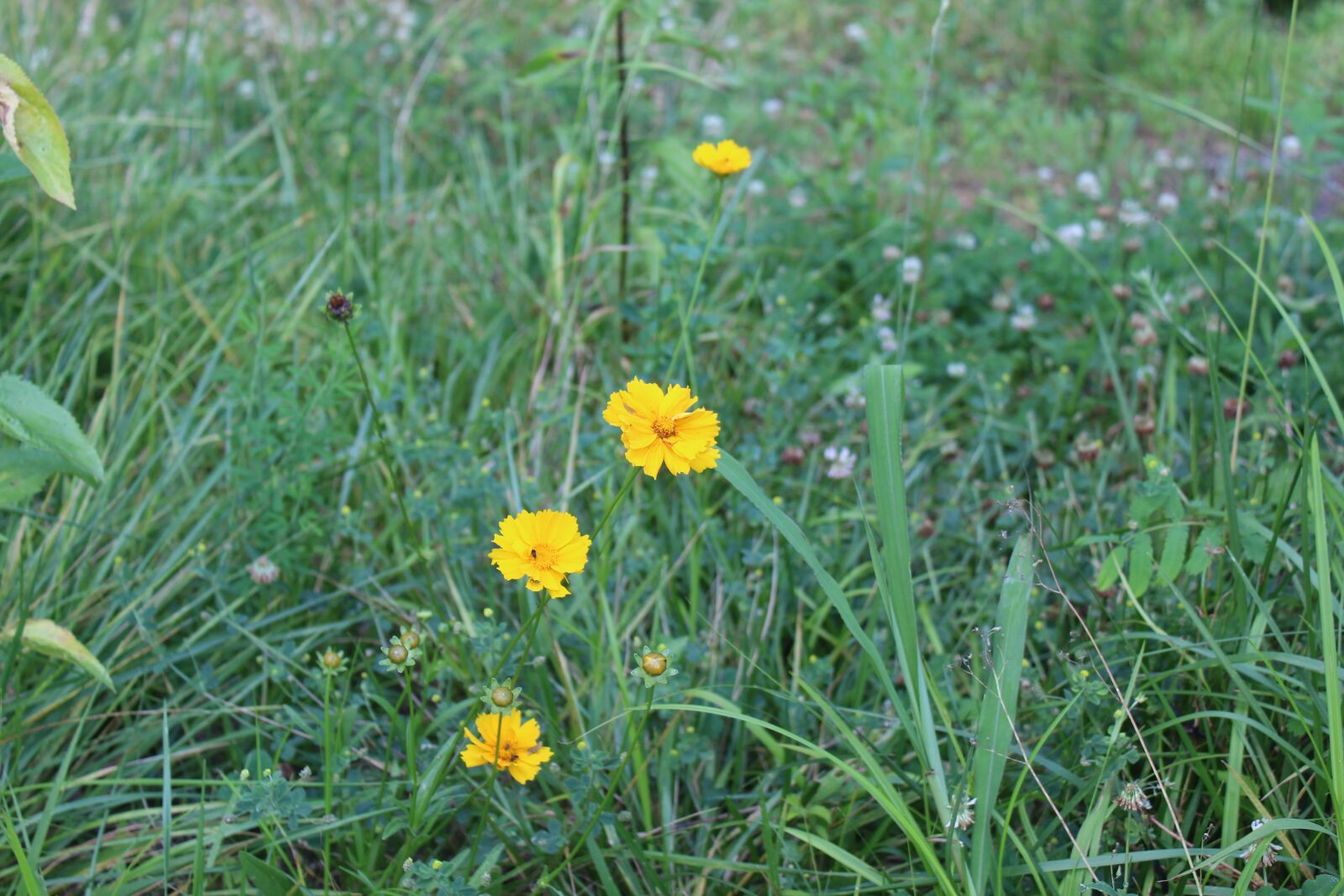 Canon EOS 1300D (EOS Rebel T6 / EOS Kiss X80) sample photo. Nature, flowers, yellow flowers photography