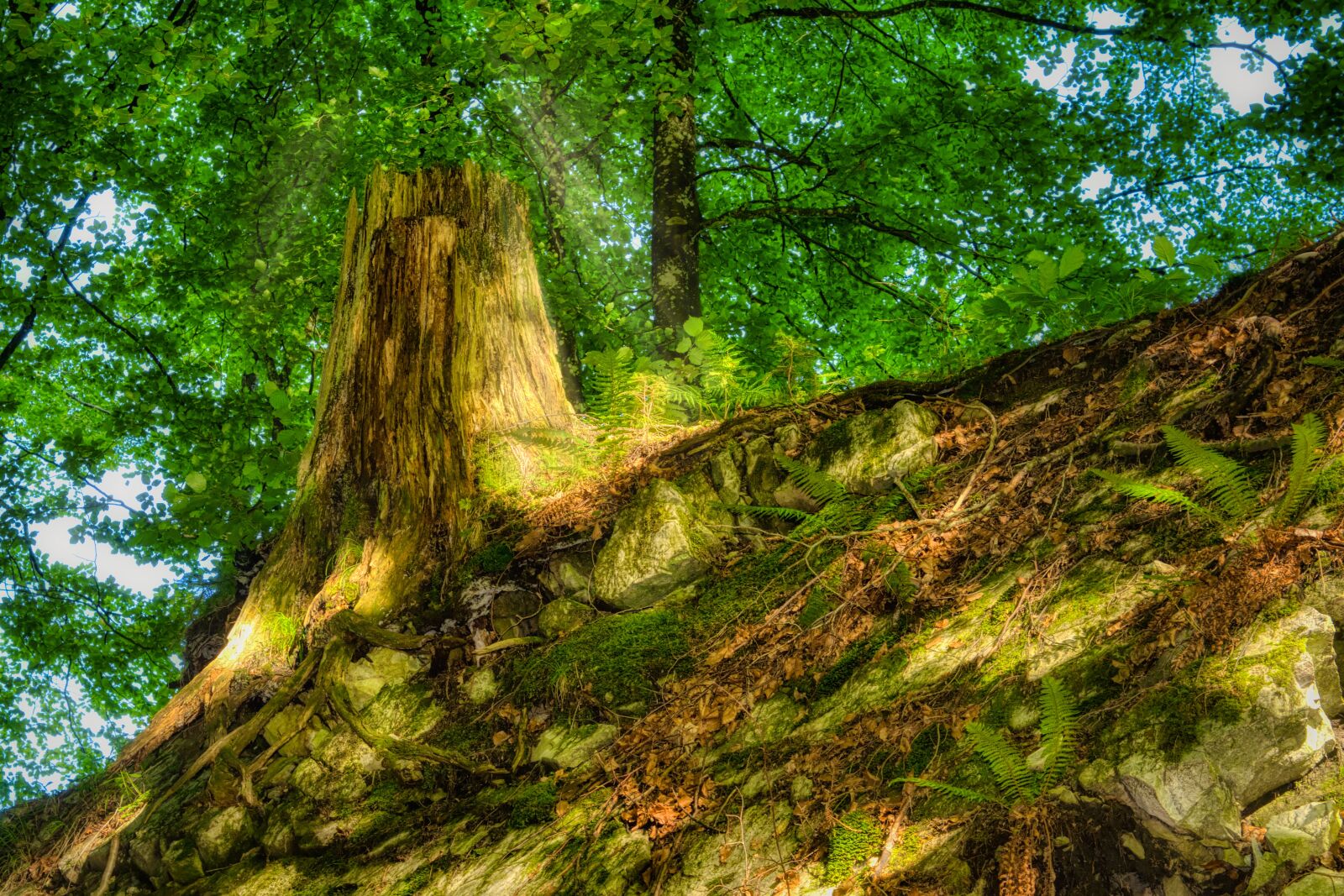 Nikon D7500 sample photo. Forest, ground, tree stump photography