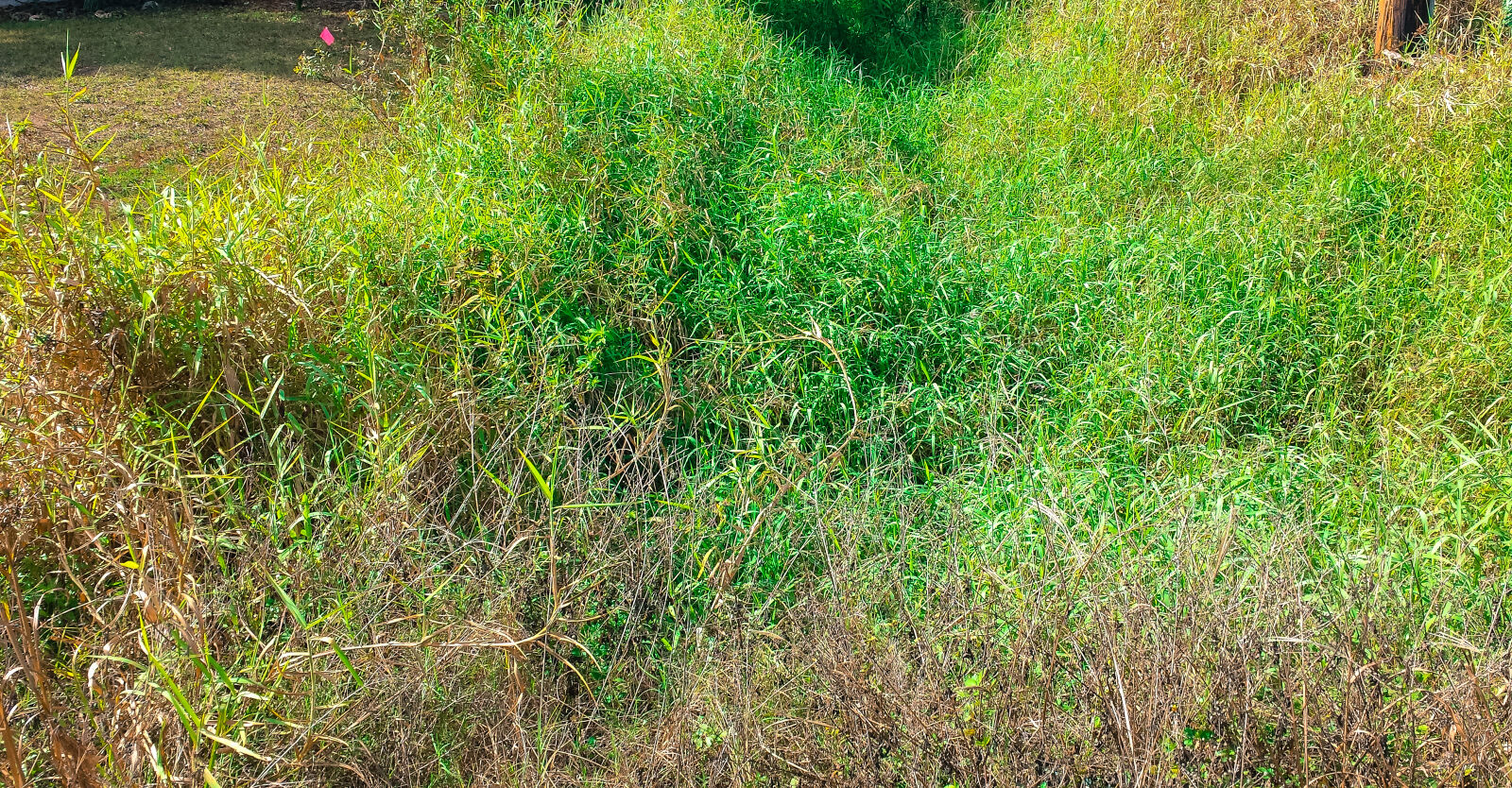 Samsung Galaxy S4 sample photo. Afternoon, blades, of, grass photography