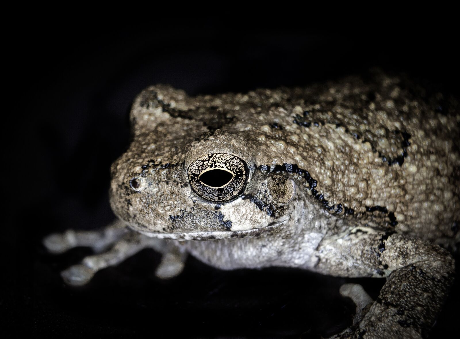 Canon EF 28-80mm f/3.5-5.6 USM sample photo. Frog, animal, amphibian photography