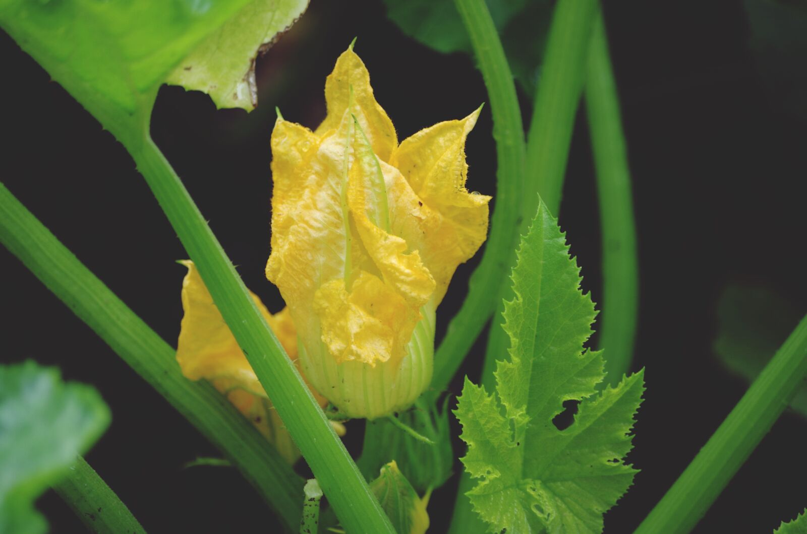 Pentax K-50 sample photo. Zucchini, eat, food photography