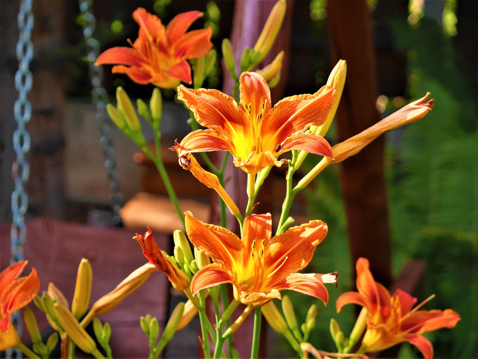 Panasonic Lumix DMC-GF7 sample photo. Flowers, orange, chalices photography