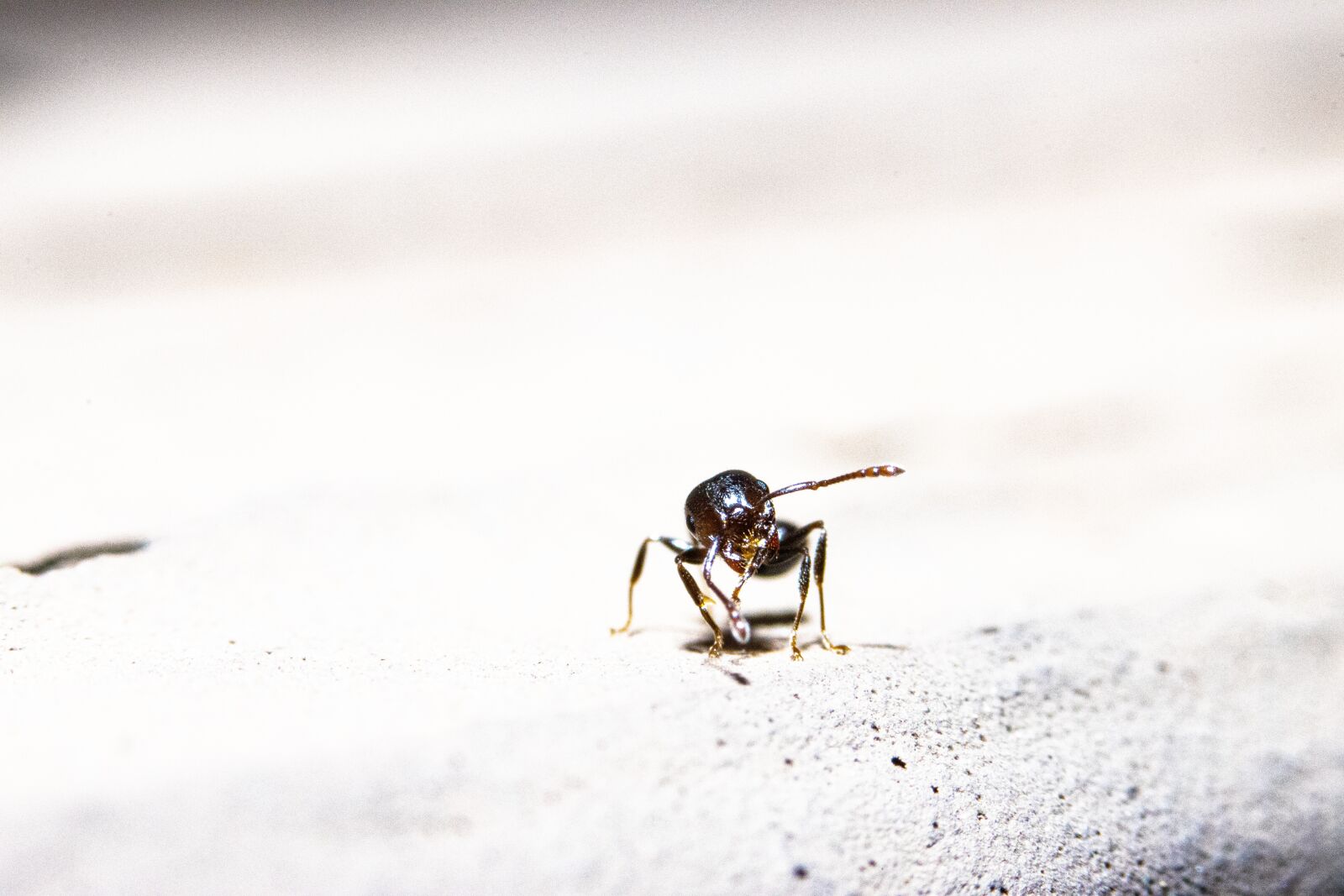 Canon EOS 90D sample photo. Ant, insect, nature photography
