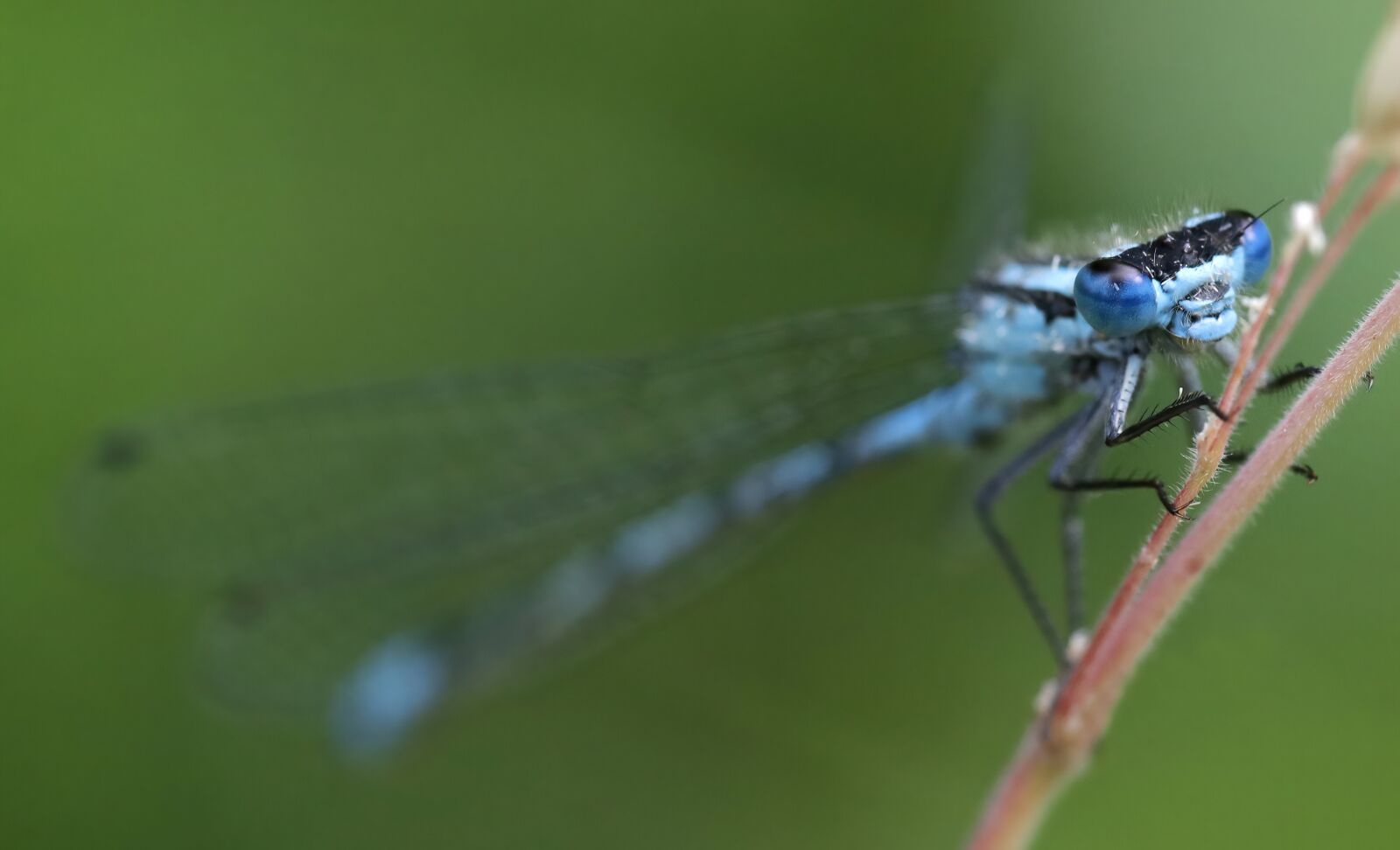 Canon EOS 80D sample photo. Damselfly, blue insect, insect photography