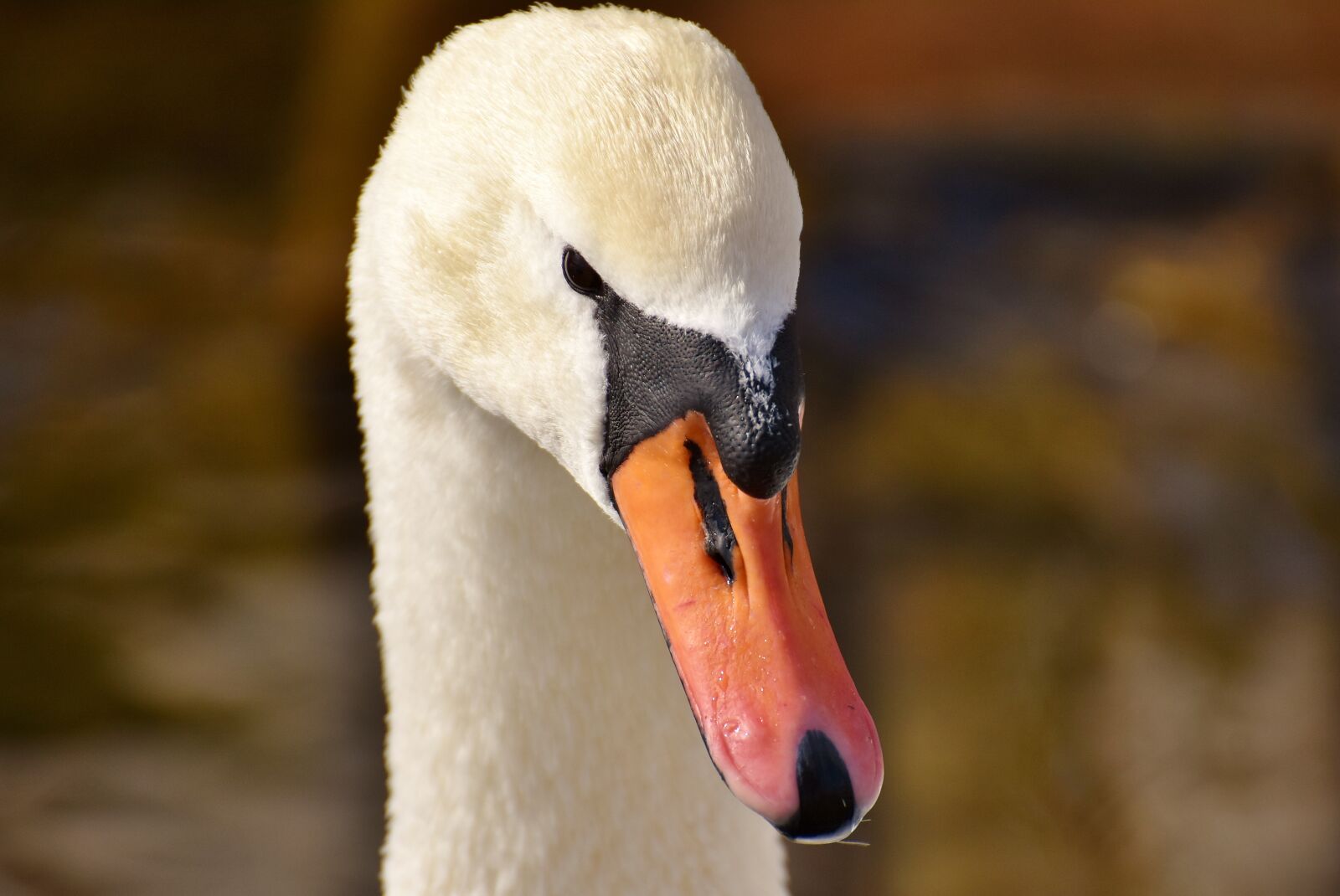 Nikon D7200 sample photo. Swan, elegant, noble photography