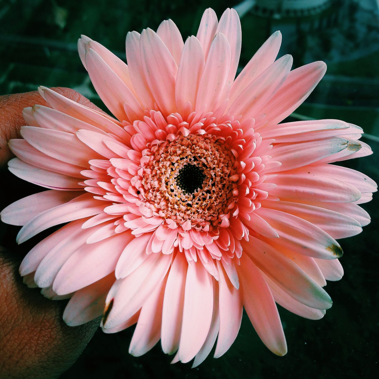 Samsung Galaxy A5(2016) sample photo. Beautiful, flowers, focus, nature photography