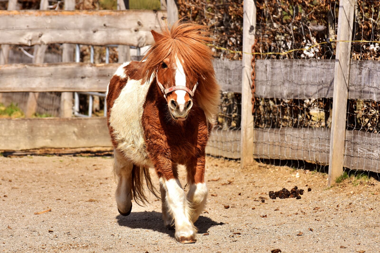 Nikon D7200 sample photo. Pony, horse, cute photography