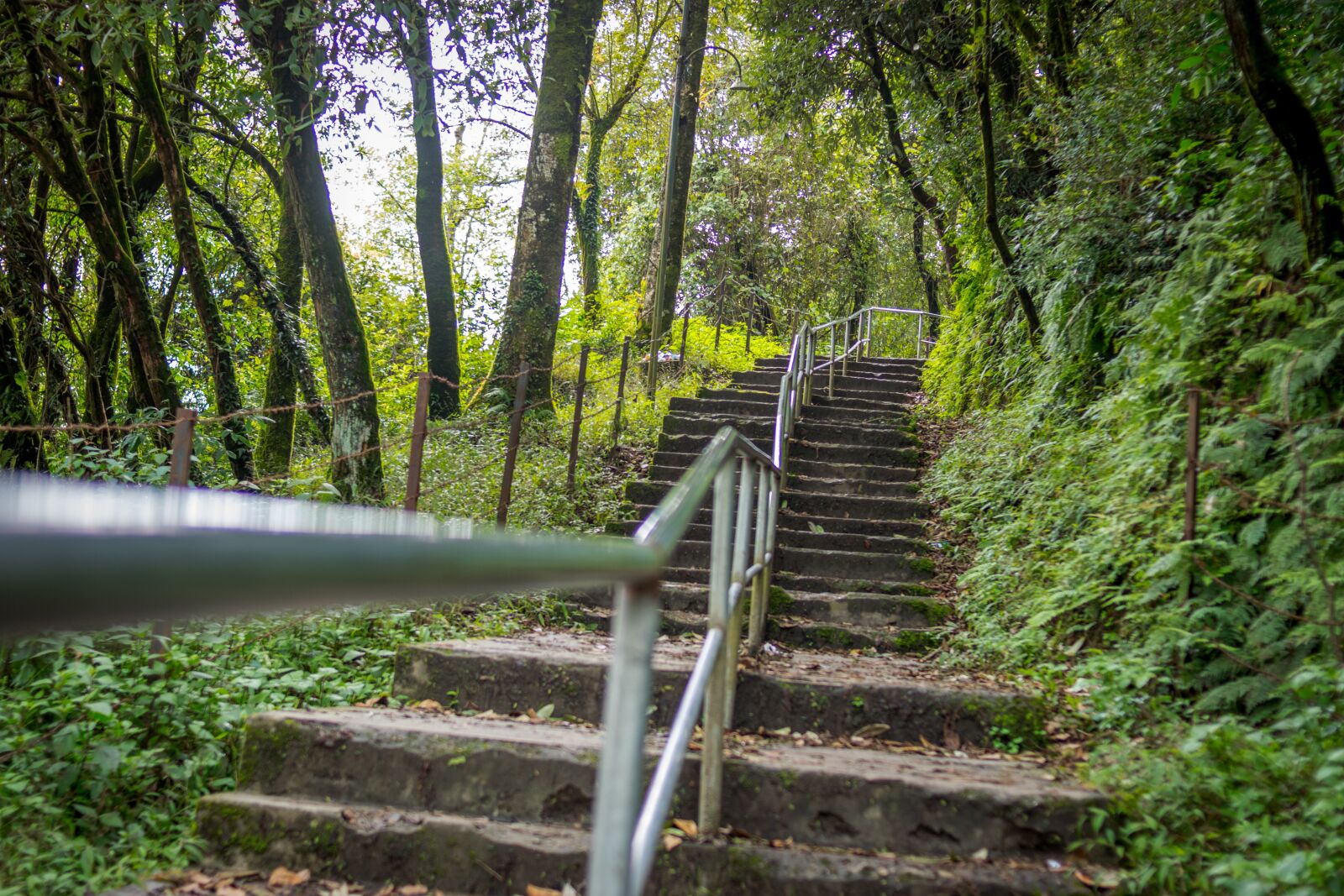 Nikon D5300 sample photo. Steps, up, stairs photography