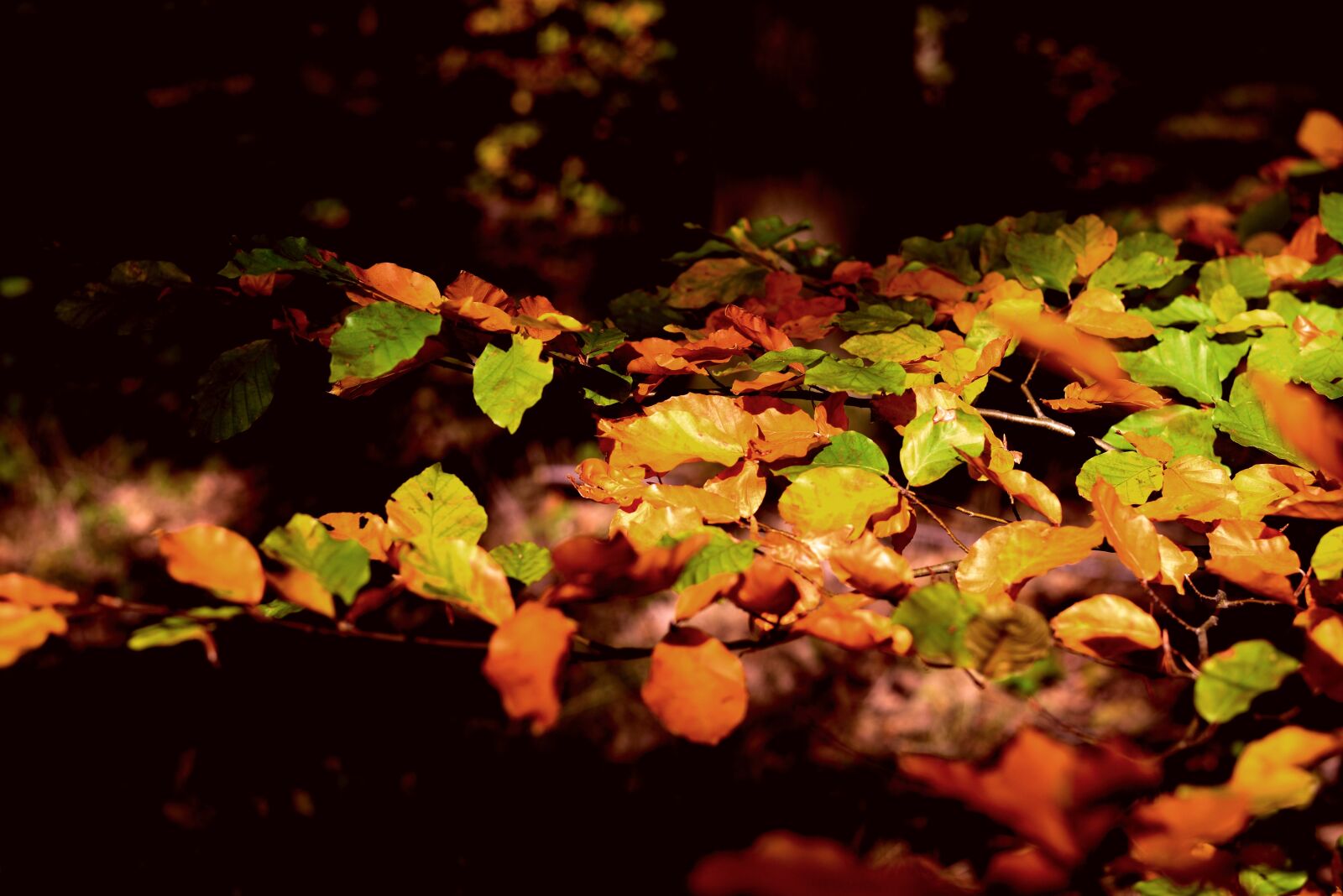 Nikon D610 sample photo. Fall foliage, leaves, autumn photography