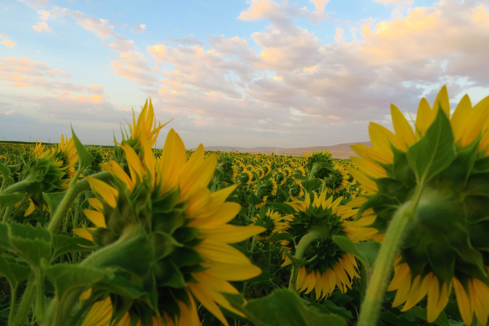 Canon PowerShot G7 X sample photo. Sunflower, plant, flower photography