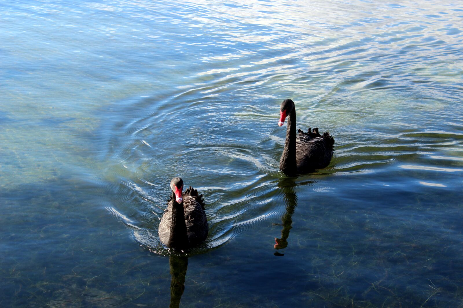 Canon EOS 600D (Rebel EOS T3i / EOS Kiss X5) sample photo. Black swans, swans, black photography