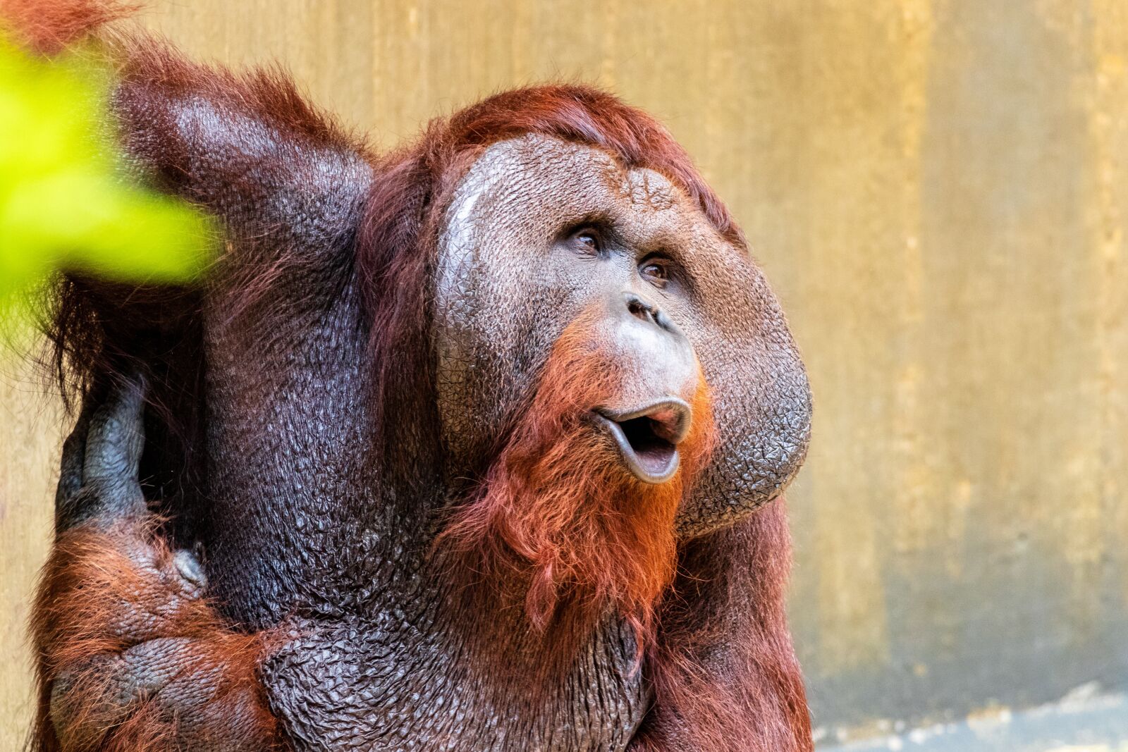 Canon EF 70-300 F4-5.6 IS II USM sample photo. Monkey, primate, orang utan photography
