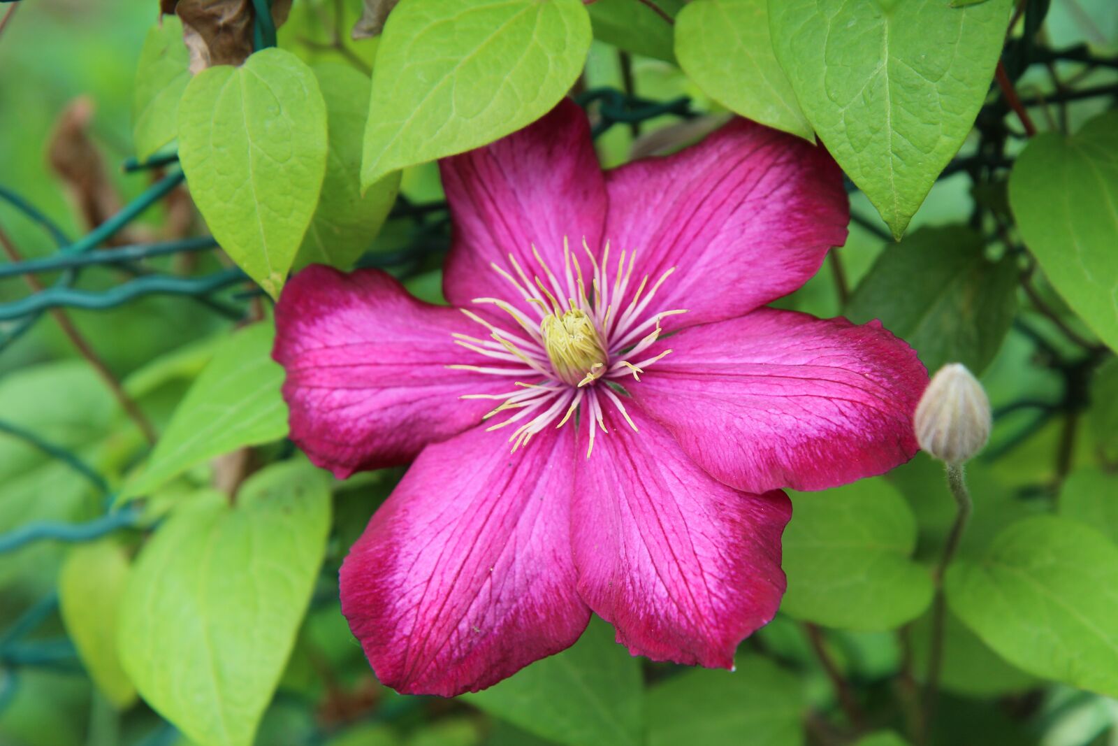 Canon EOS 600D (Rebel EOS T3i / EOS Kiss X5) sample photo. Clematis, climbing, nature photography
