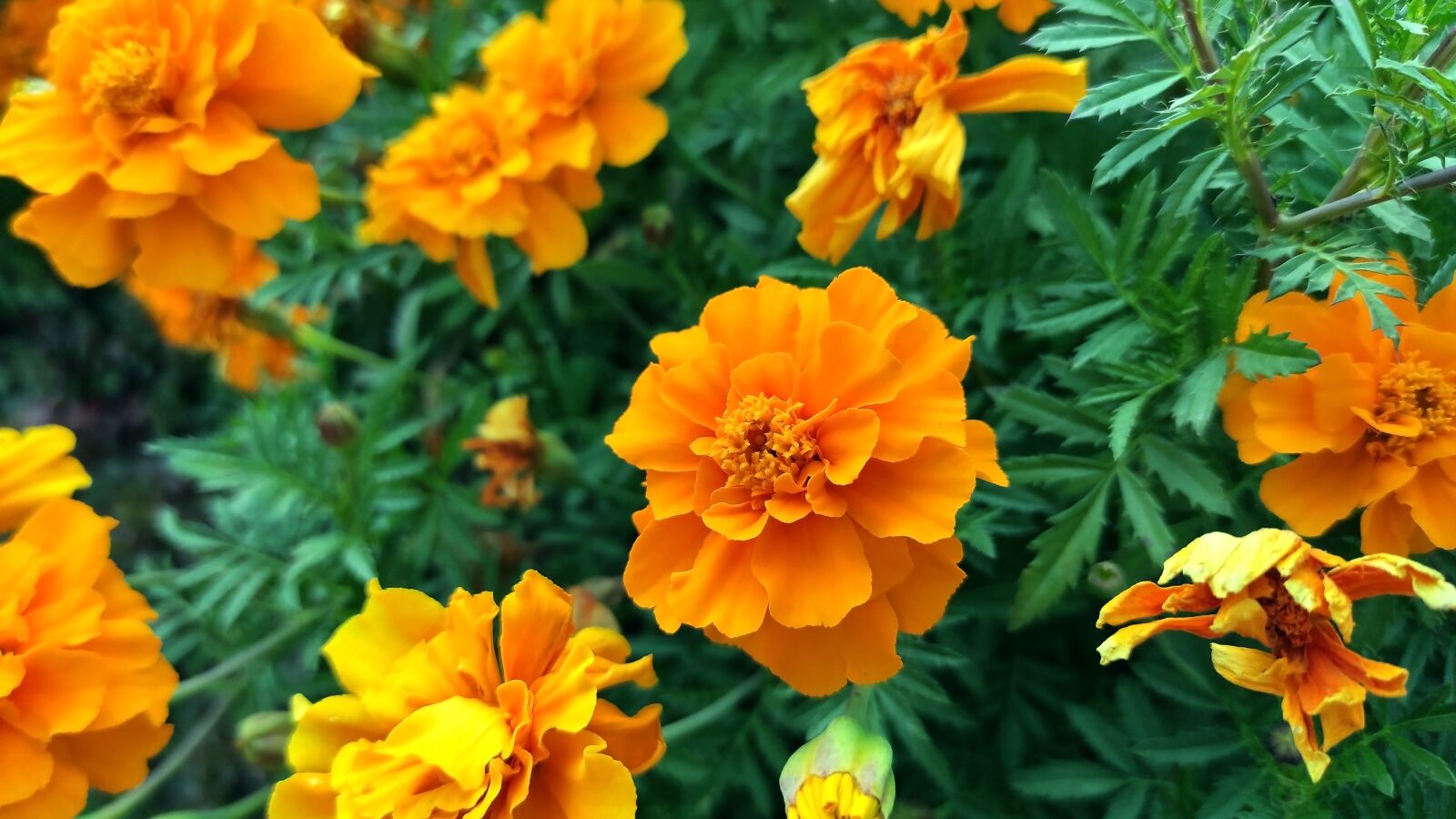 Xiaomi Redmi Note 9 Pro sample photo. цветы, оранжевые, клумба photography
