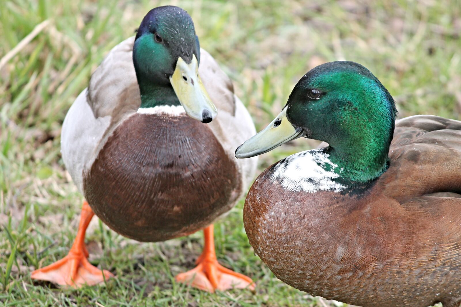 Canon EOS 1100D (EOS Rebel T3 / EOS Kiss X50) sample photo. Ducks, drake, mallards photography