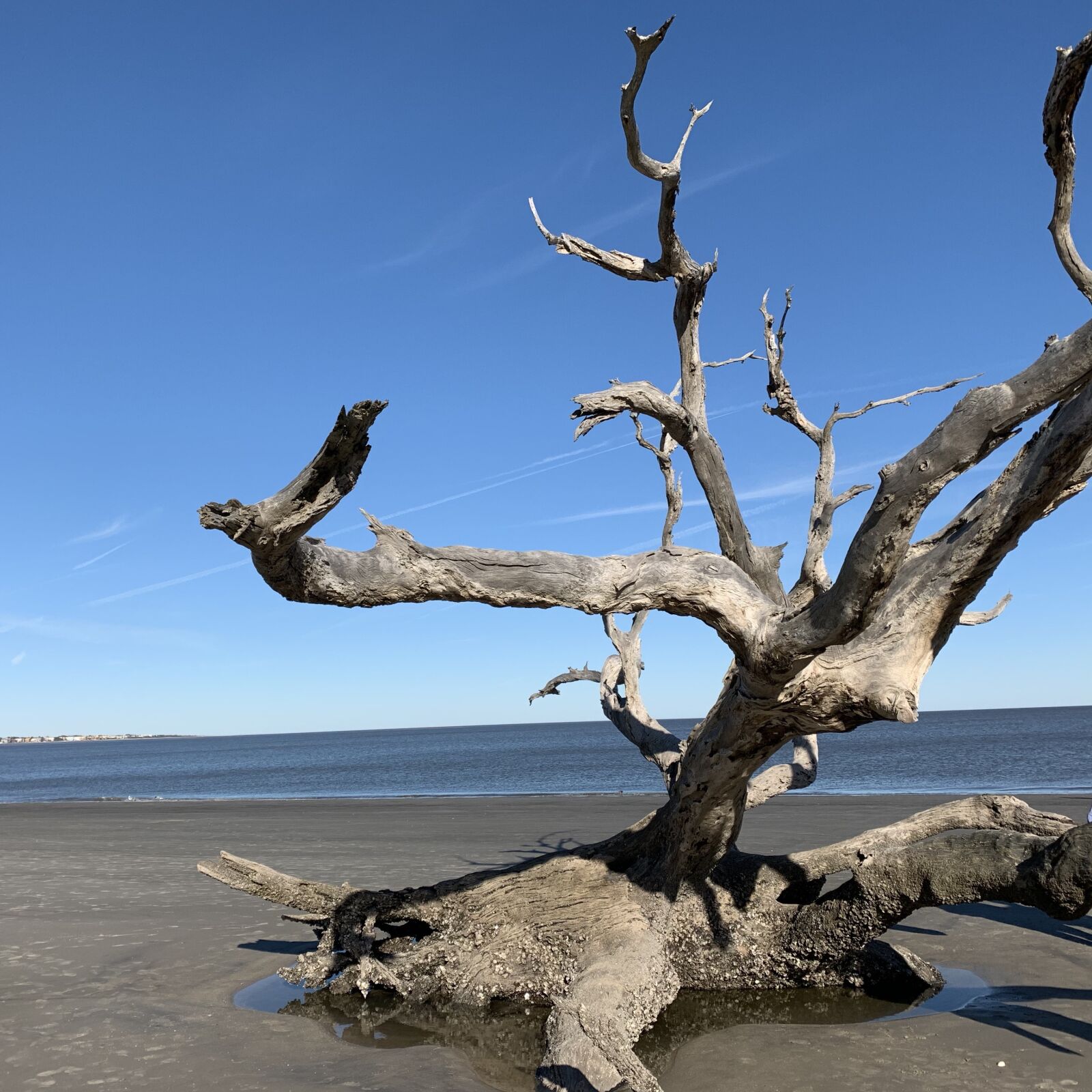 Apple iPhone XR sample photo. Jeckyl island, beach, driftwood photography