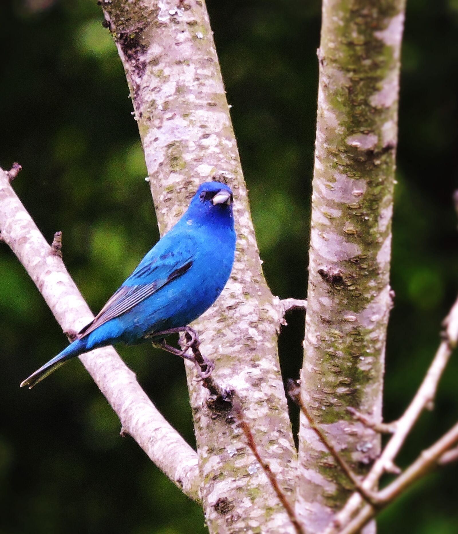 Nikon Coolpix P600 sample photo. Indigo bunting, blue, bird photography