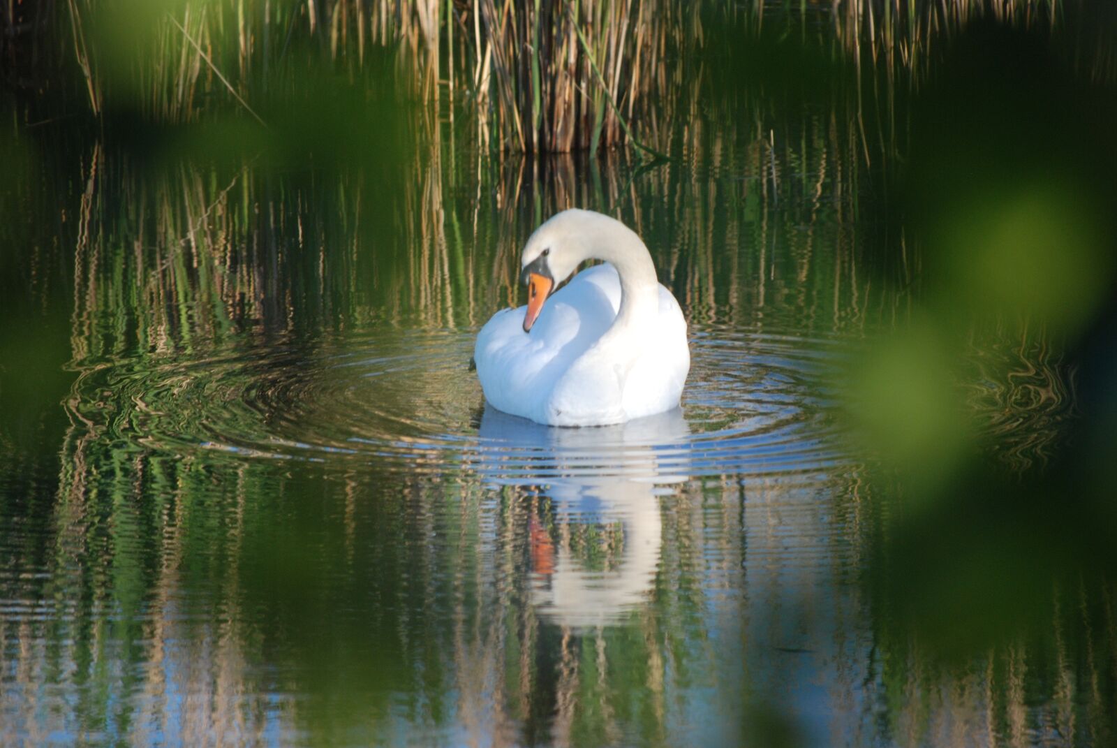 Nikon D80 sample photo. Swan, swan's nest, breed photography