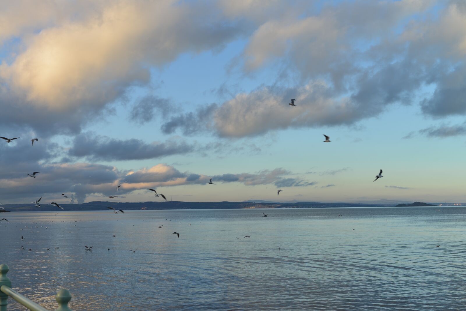 Nikon D800 sample photo. Beach, seagull, new photography