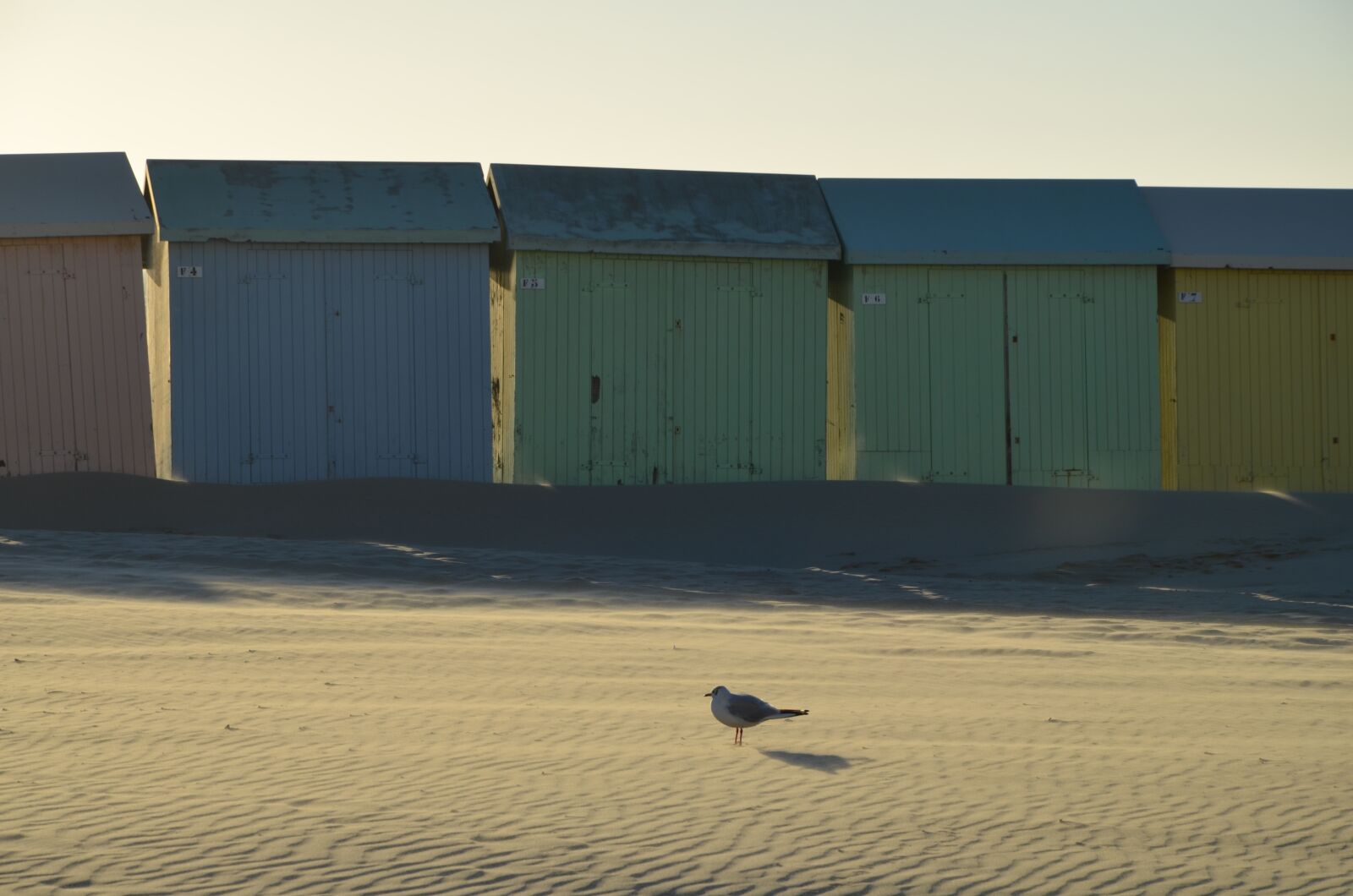 Nikon D5100 sample photo. Seagull, beach, bird photography