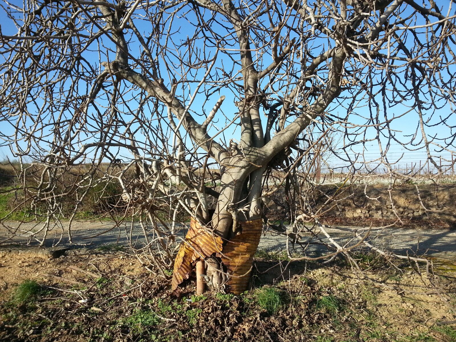 Samsung Galaxy S3 sample photo. Tree, barrel, vine photography