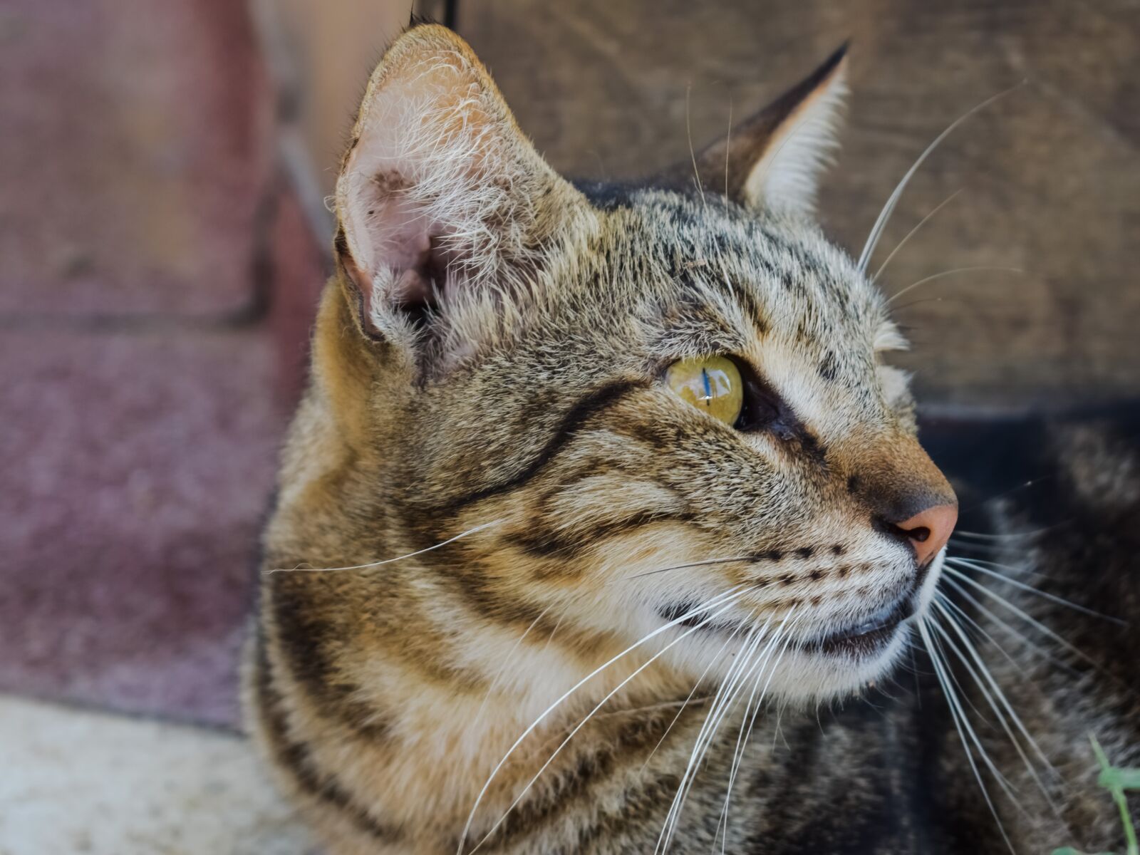 Nikon D3300 sample photo. Cat, stray, animal photography