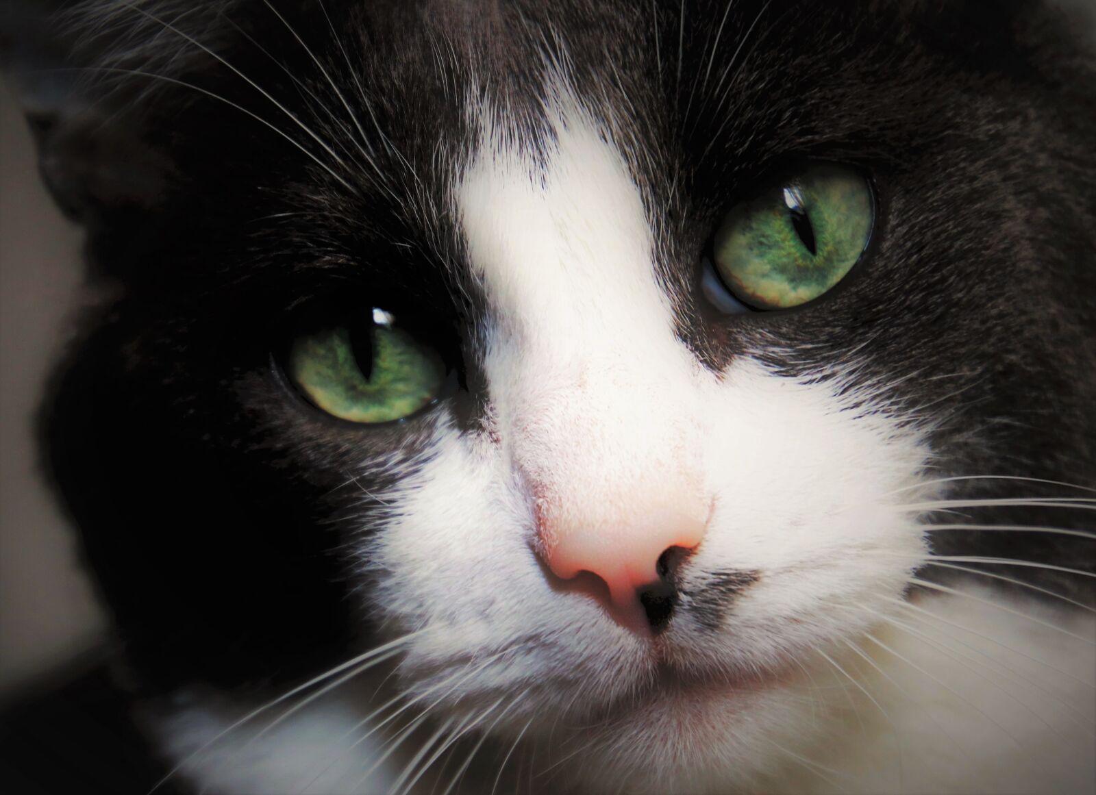 Canon EOS 80D sample photo. Black cat, melancholia, kitty photography