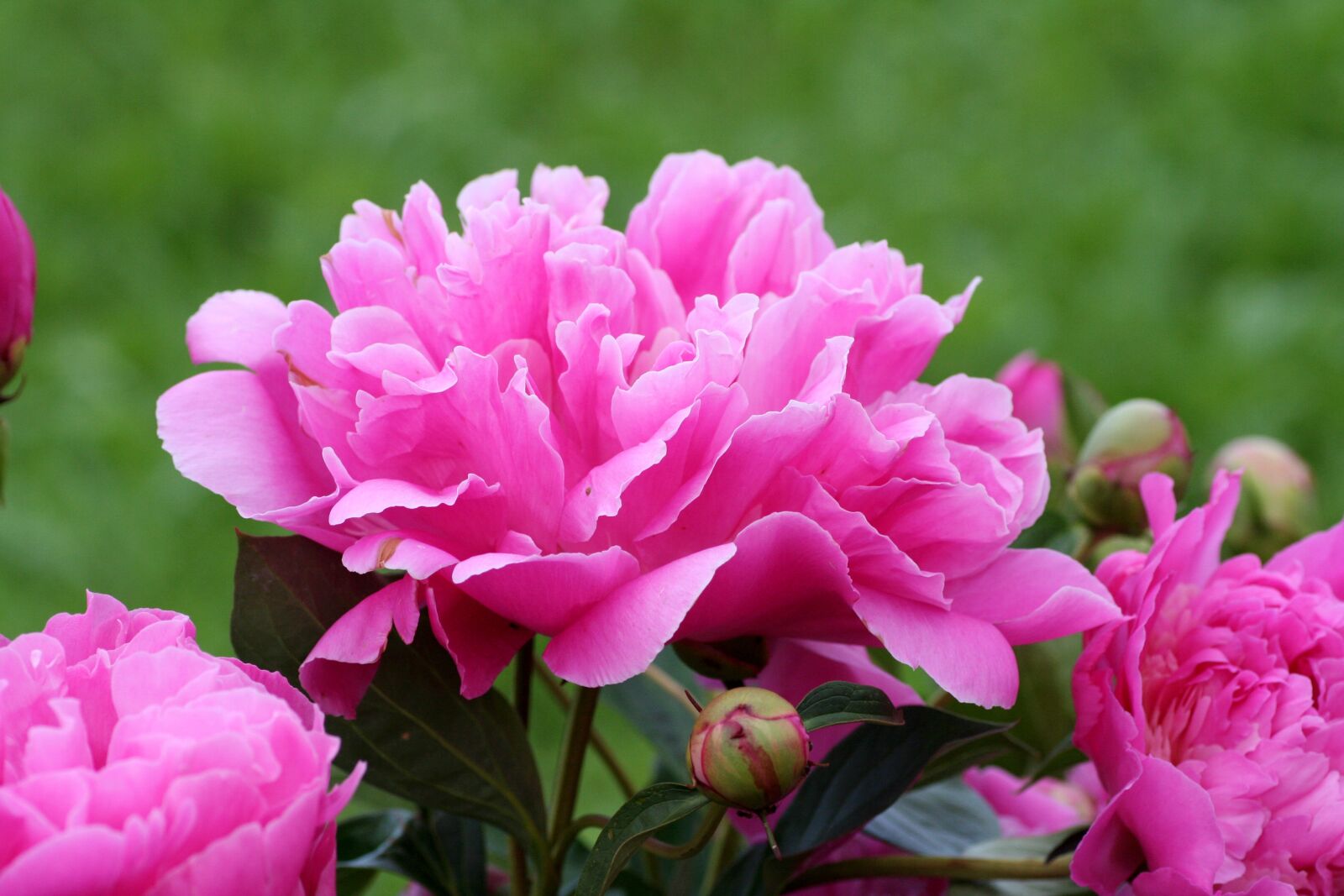 Canon EOS 350D (EOS Digital Rebel XT / EOS Kiss Digital N) sample photo. Peony, pink, perfume photography