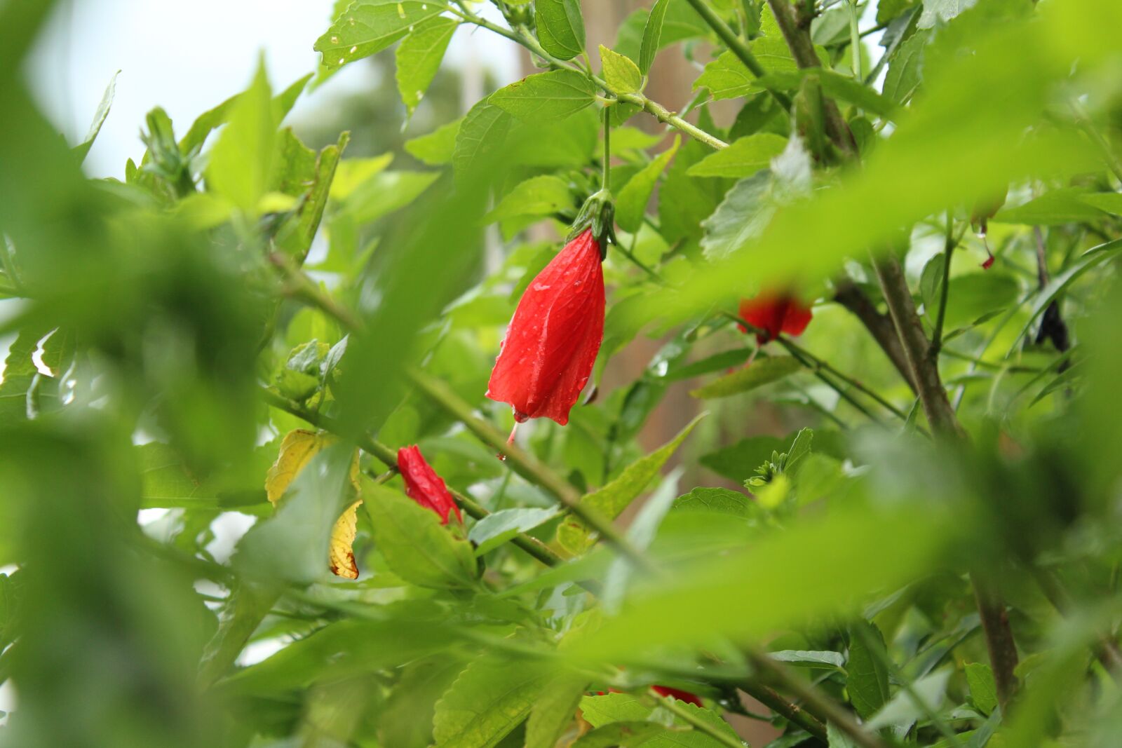 Canon EOS 1300D (EOS Rebel T6 / EOS Kiss X80) sample photo. Leaf, nature, garden photography