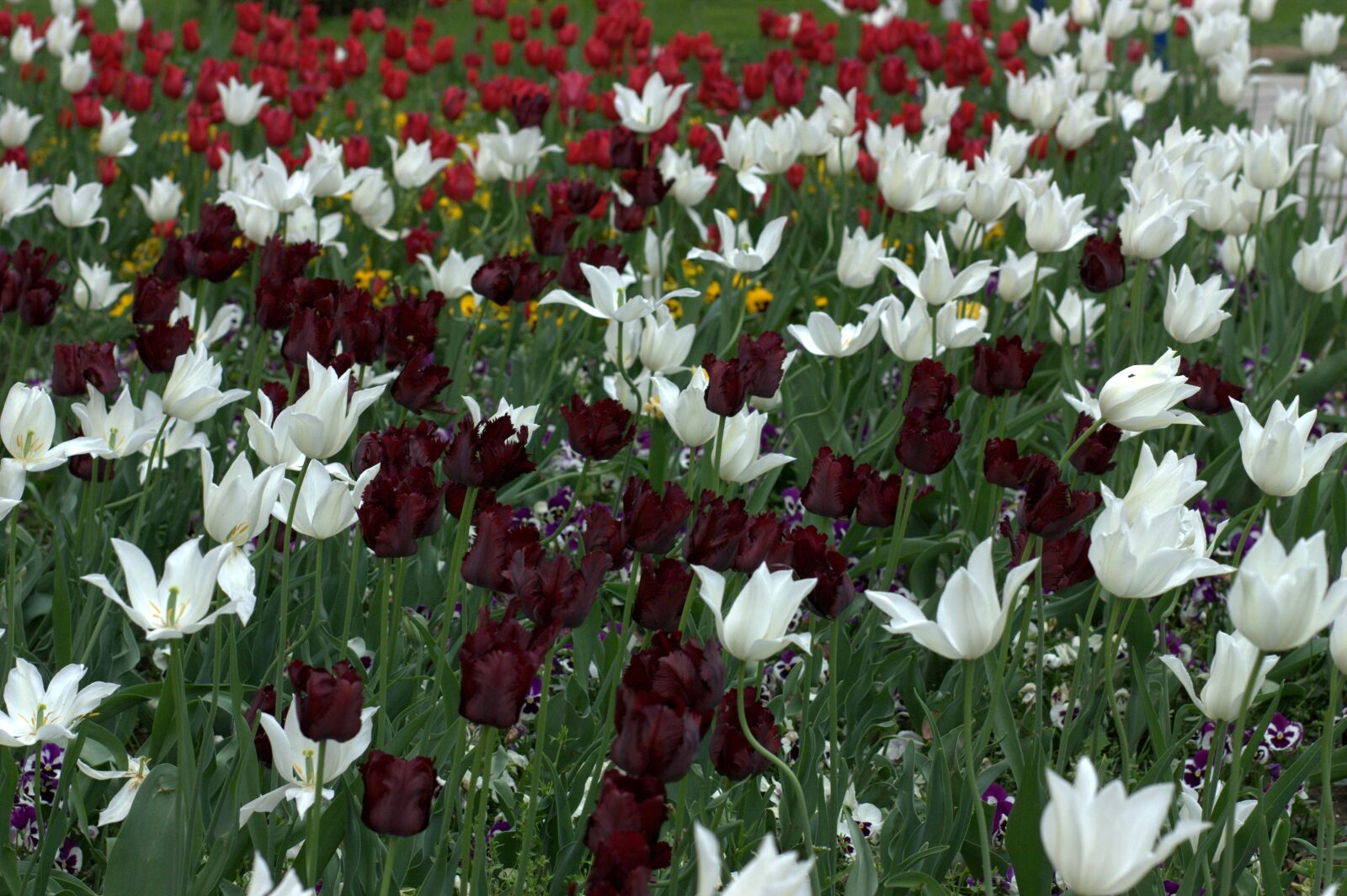 Canon EOS 450D (EOS Rebel XSi / EOS Kiss X2) sample photo. Tulips, flowers, supplies photography