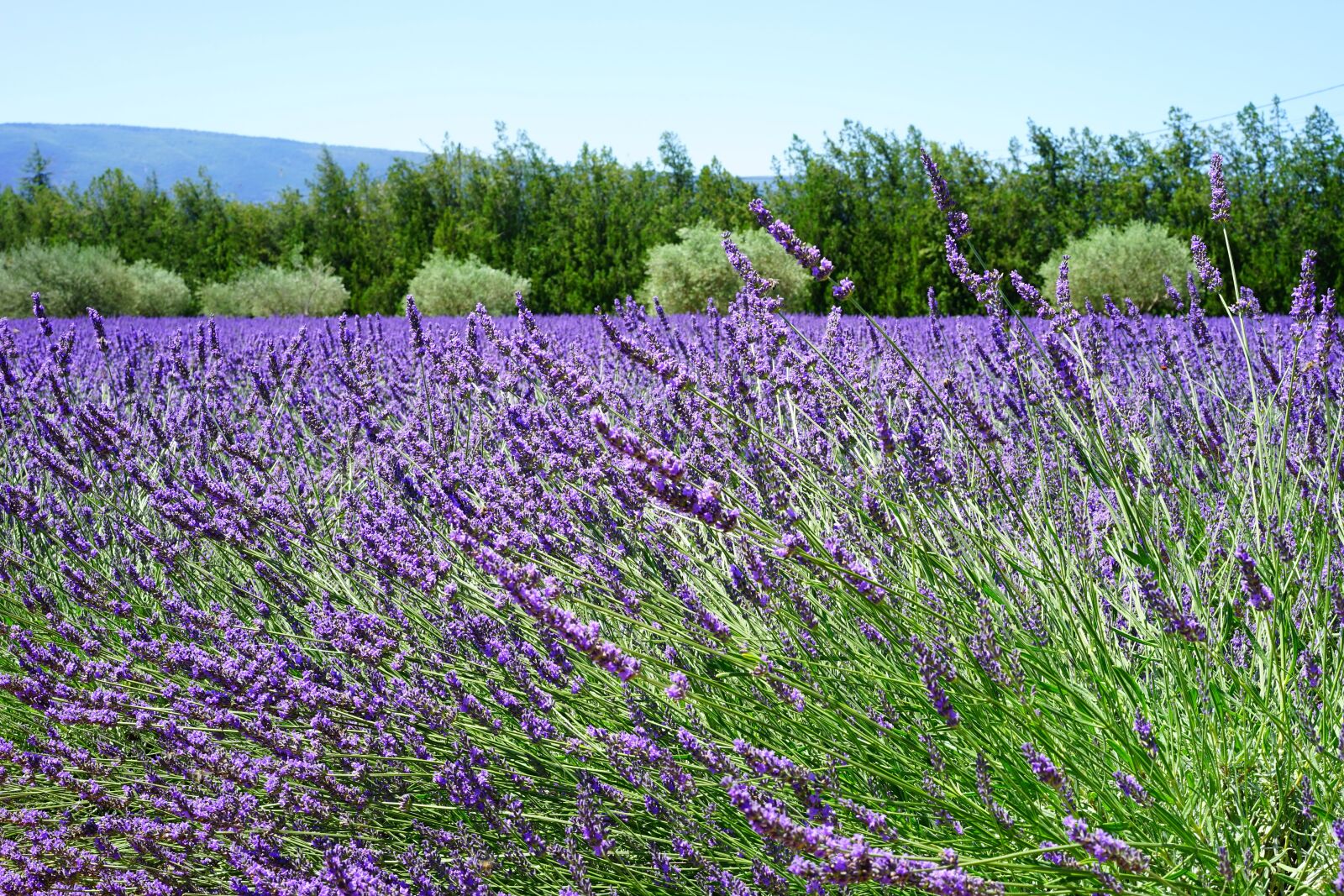 Sony a7 + Sony Sonnar T* FE 55mm F1.8 ZA sample photo. Lavender blossom, lavender, lavender photography