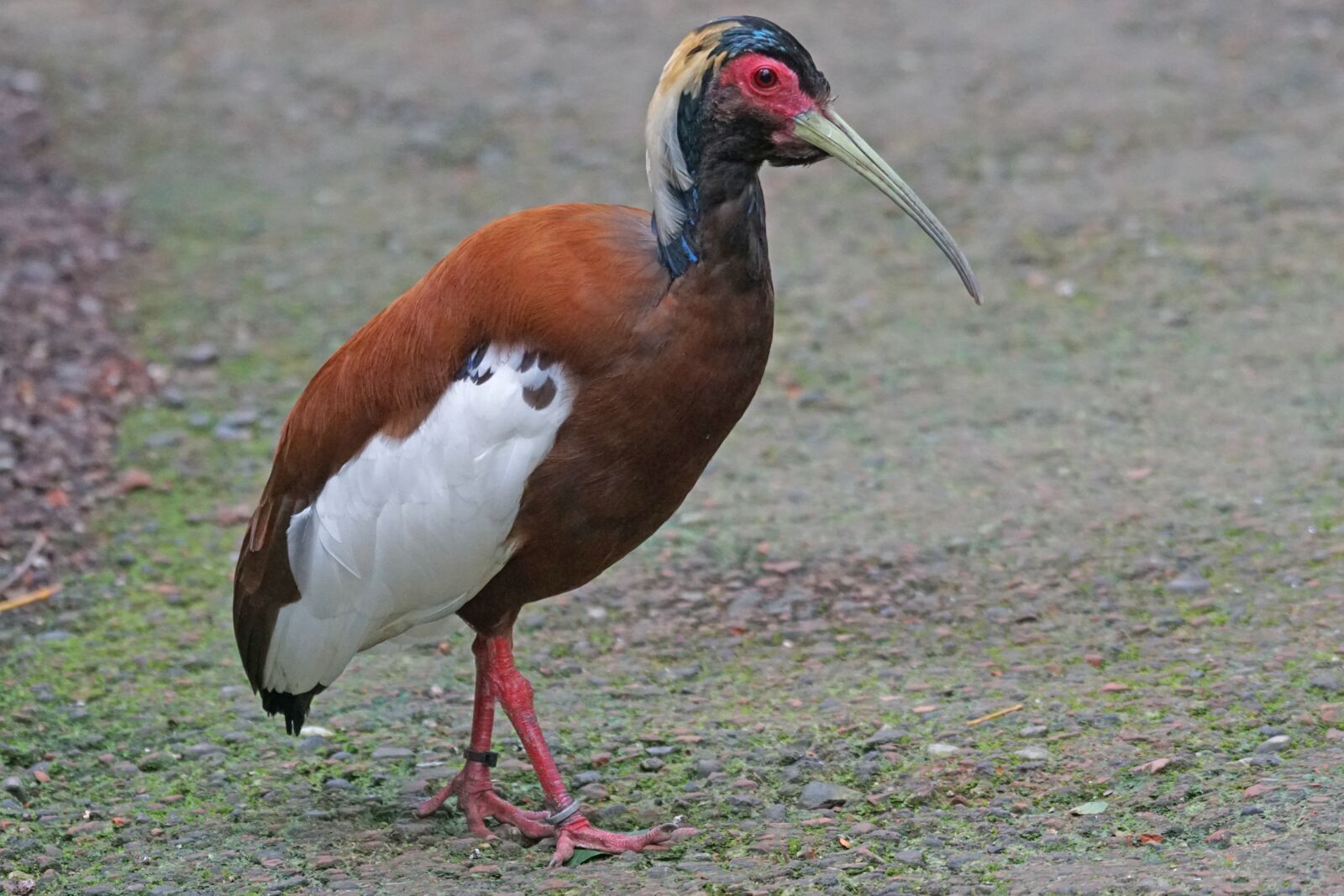 Sony ILCA-77M2 + Sony 70-400mm F4-5.6 G SSM sample photo. Ibis, mane ibis, wader photography
