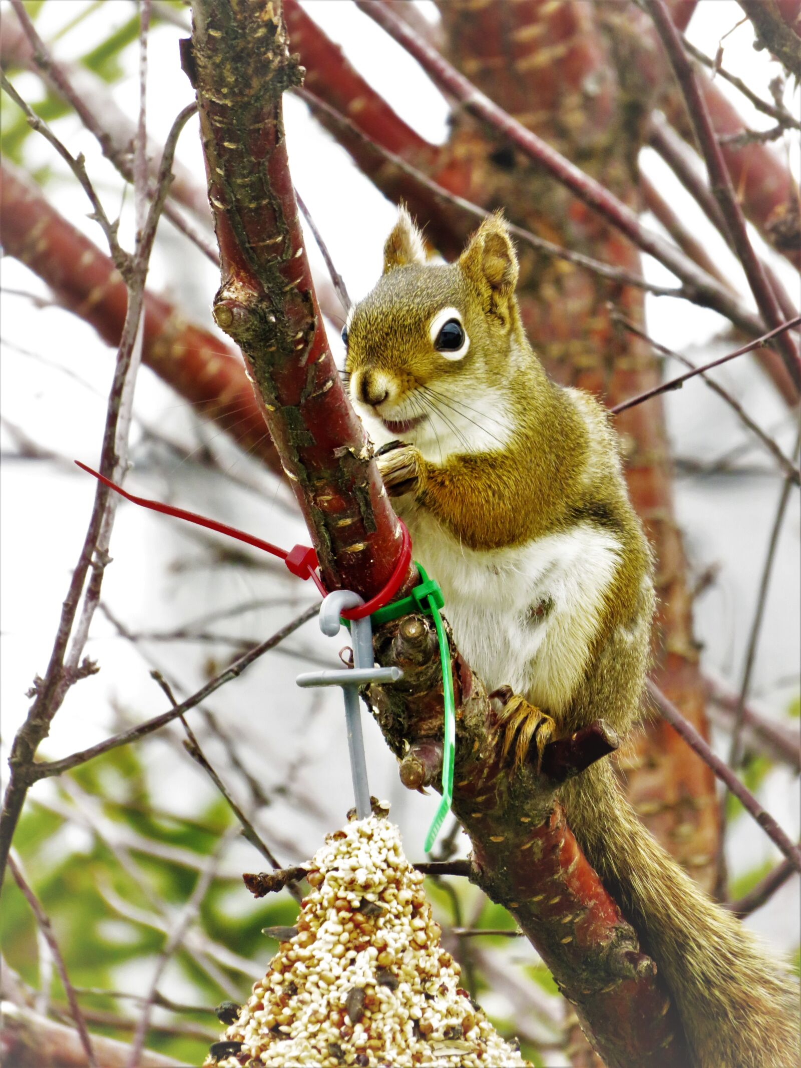 Canon PowerShot SX710 HS sample photo. Squirrel, seeds, fauna photography