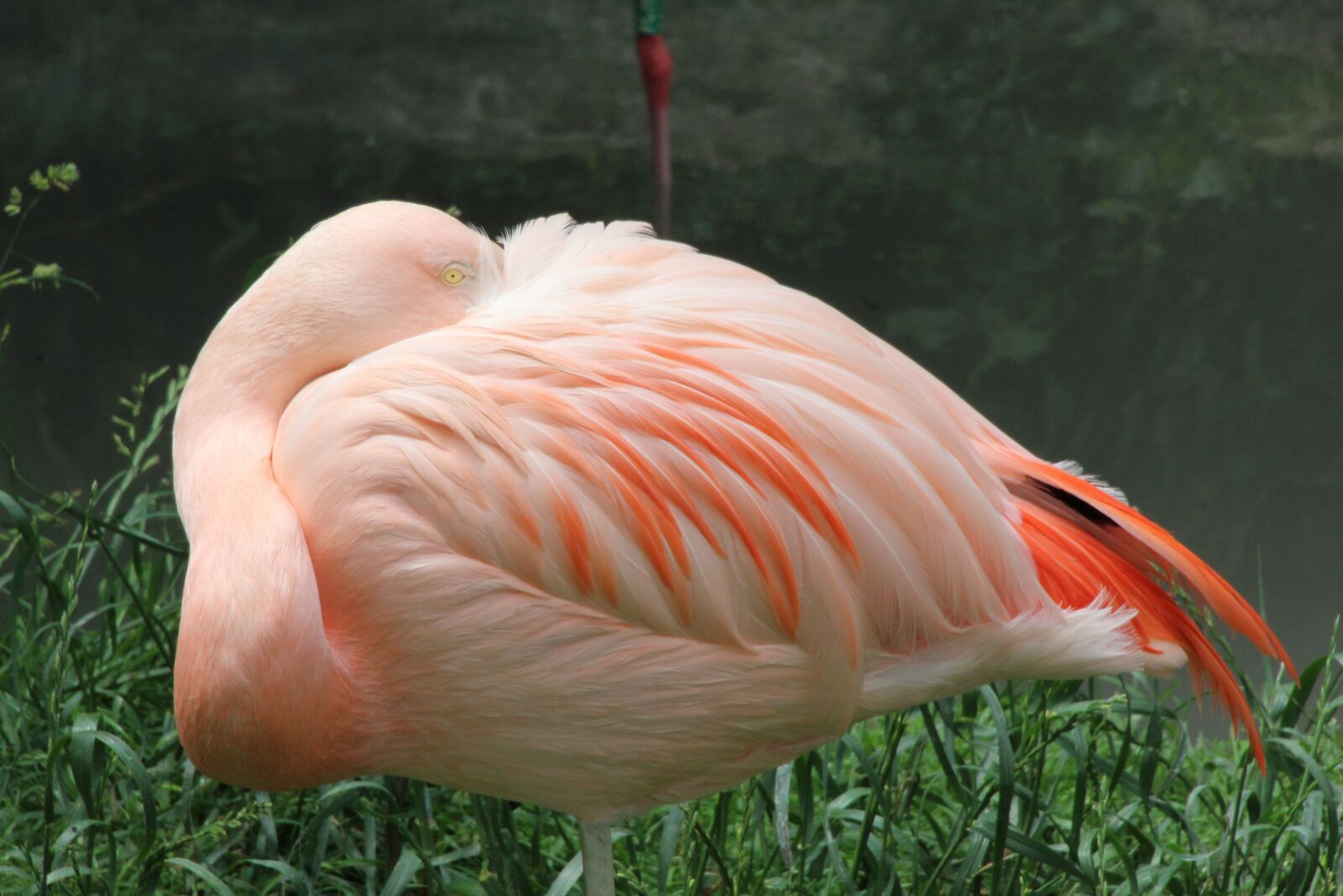 Canon EOS 1200D (EOS Rebel T5 / EOS Kiss X70 / EOS Hi) sample photo. Flamingo, pink, pink flamingo photography