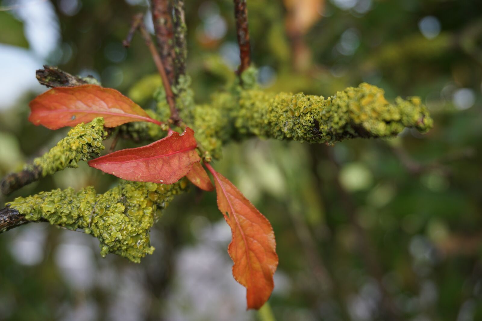 Sony a5100 sample photo. Autumn, branch, leaves photography