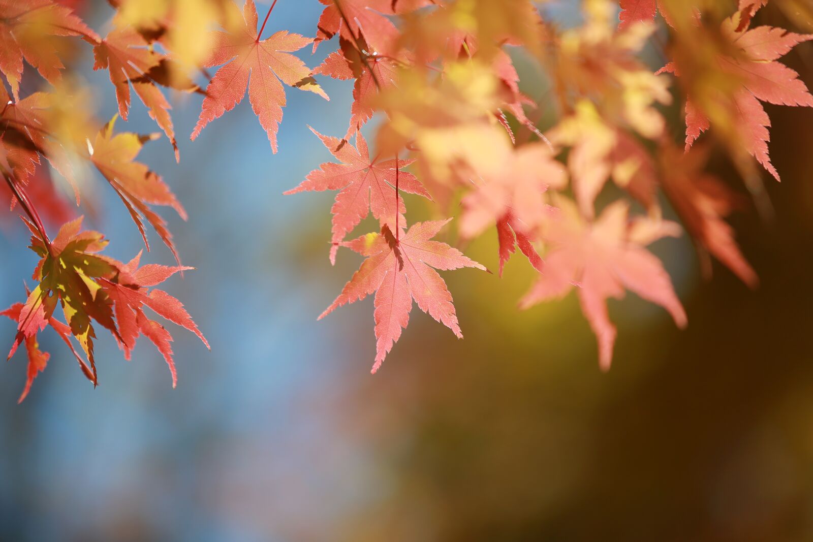 Canon EOS 5D Mark III sample photo. Autumn leaves, autumn, the photography