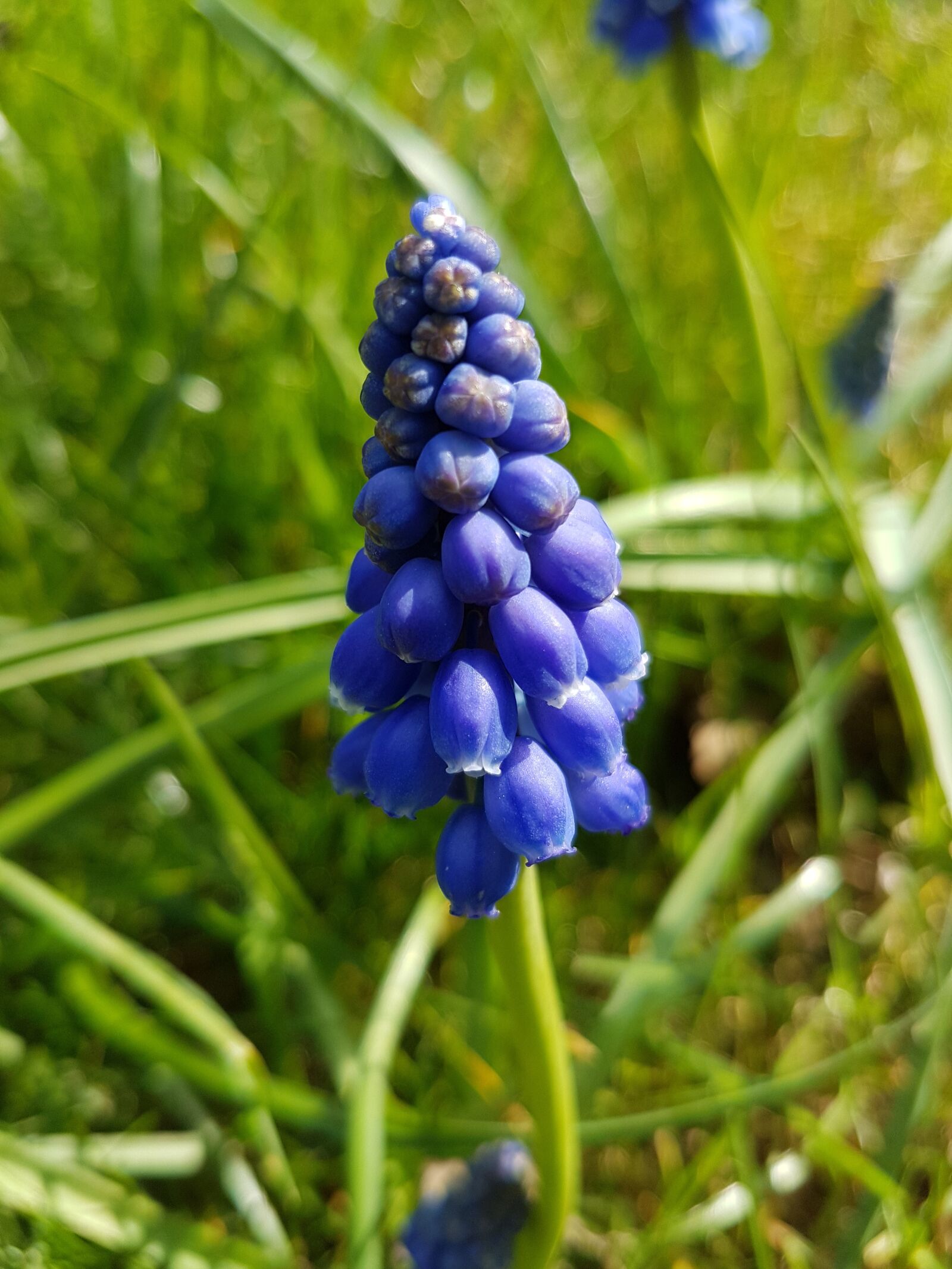 Samsung Galaxy S7 sample photo. Blue, hyacinth, muscari photography