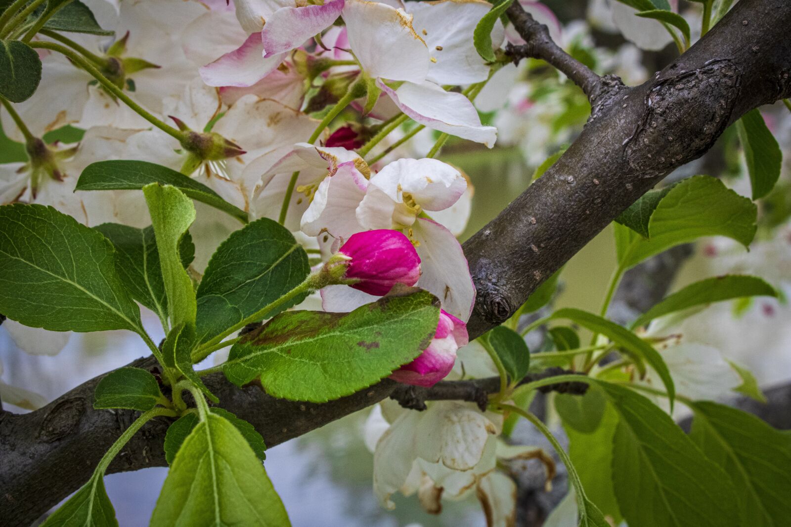 Canon EOS 2000D (EOS Rebel T7 / EOS Kiss X90 / EOS 1500D) sample photo. Tree, spring, summer photography