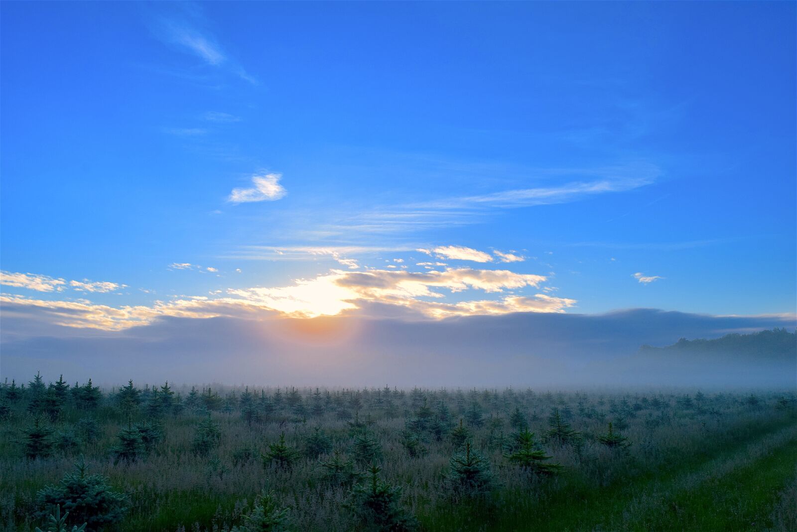 Nikon D3300 sample photo. Sunrise, field, mist photography
