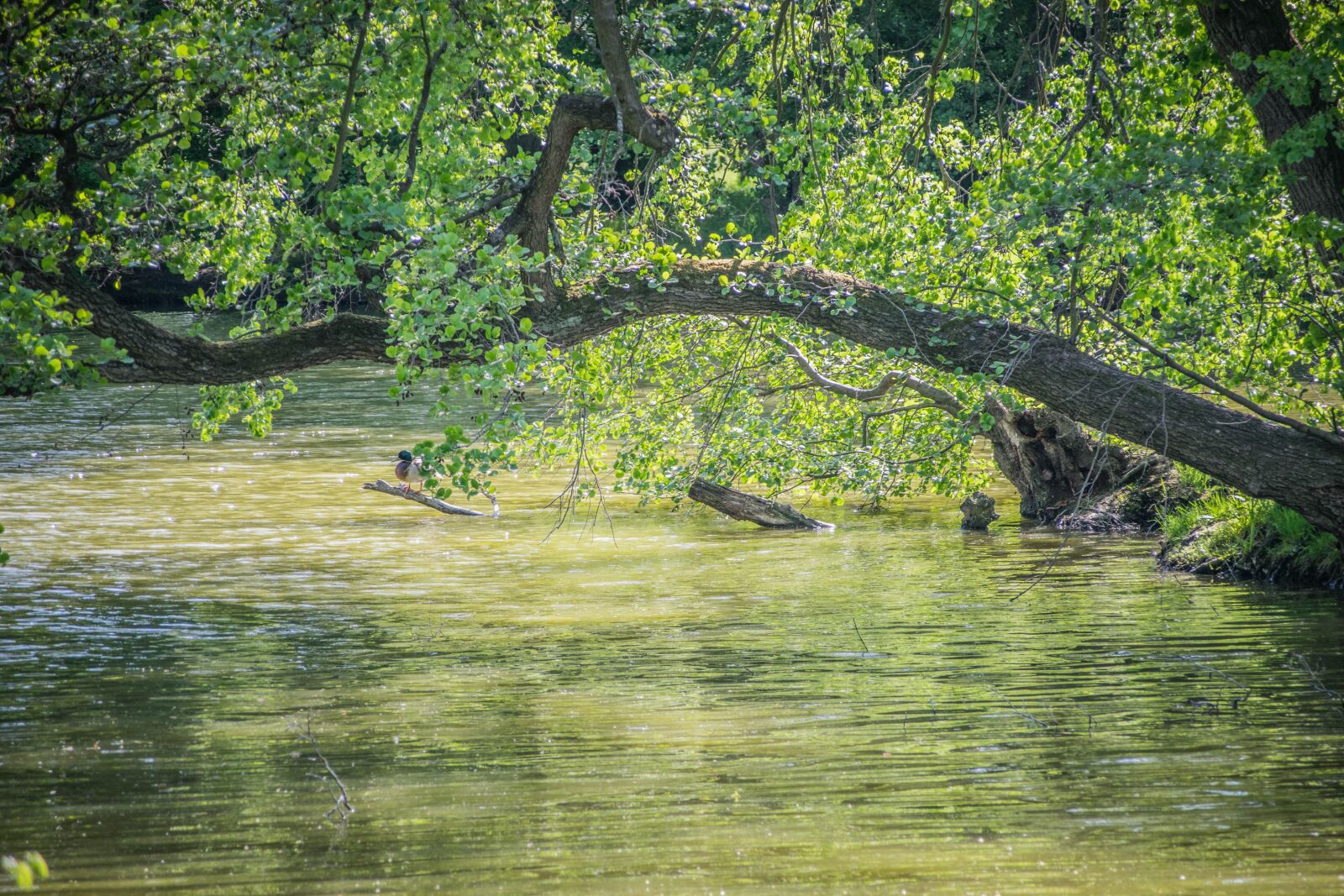 Nikon D5300 sample photo. Lake, water, nature photography